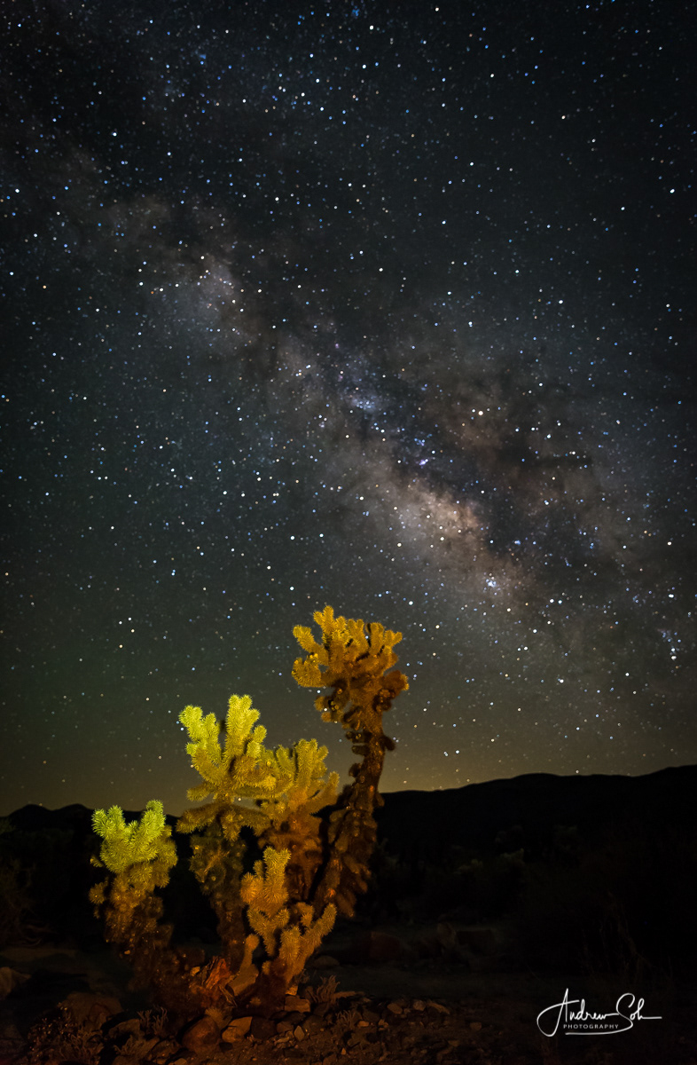 Joshua Tree NP