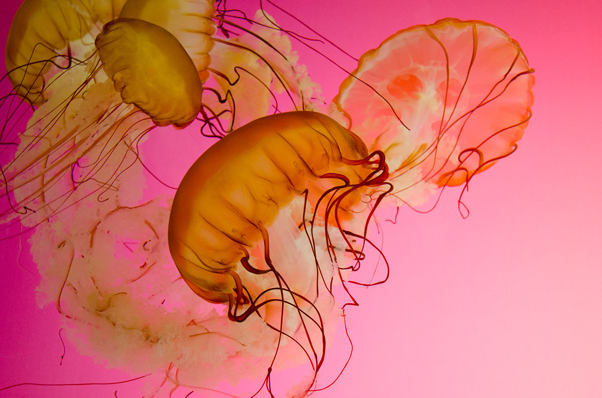 Chicago, Shedd Aquarium - Jellyfish
