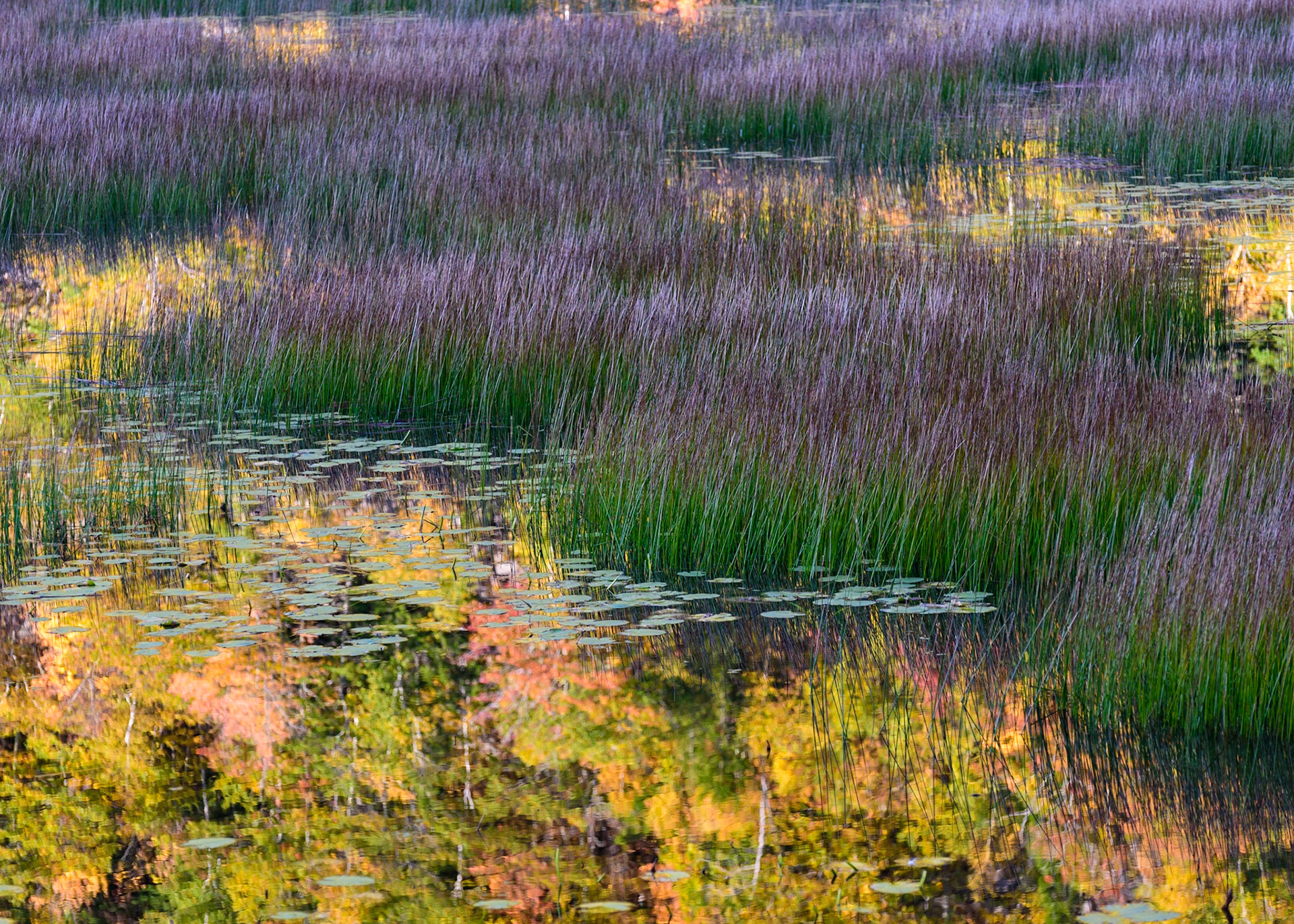 The Tarn, Acadia NP