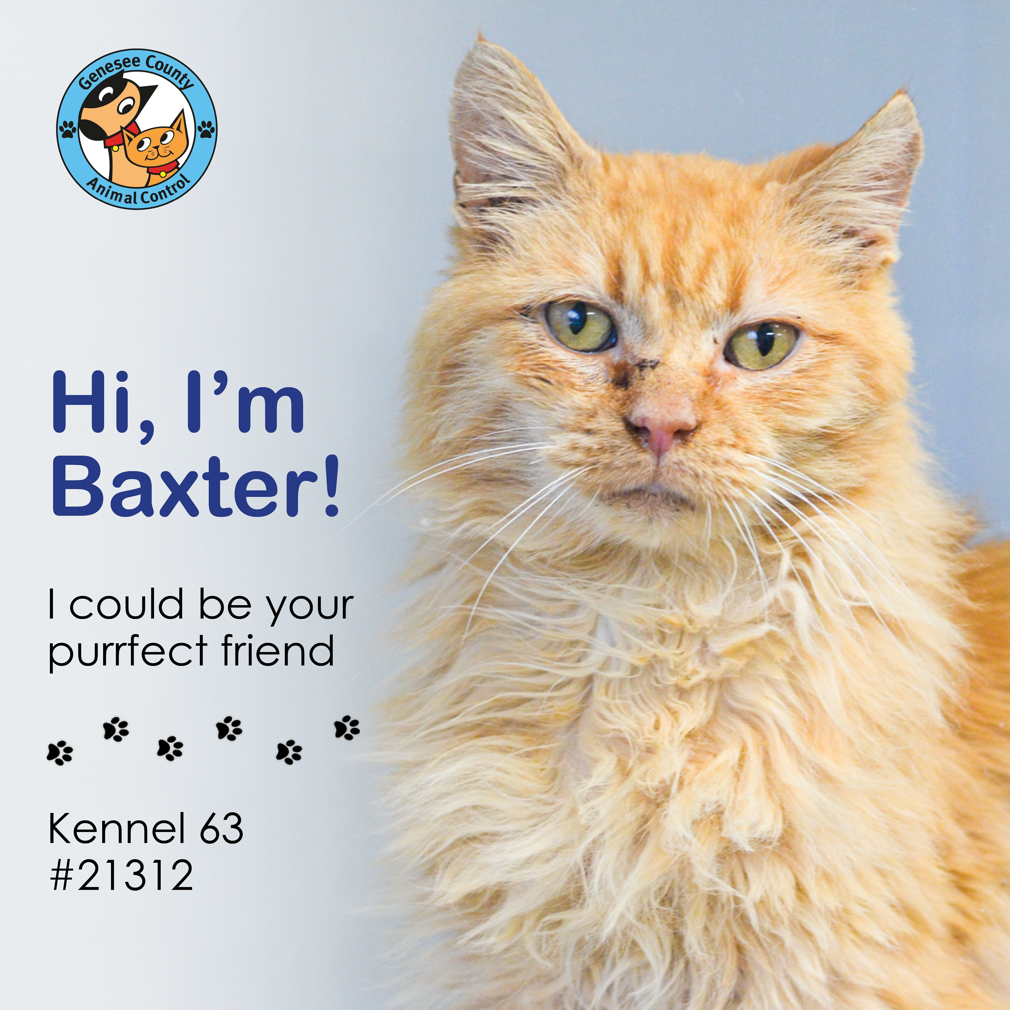 Animal Control adoption