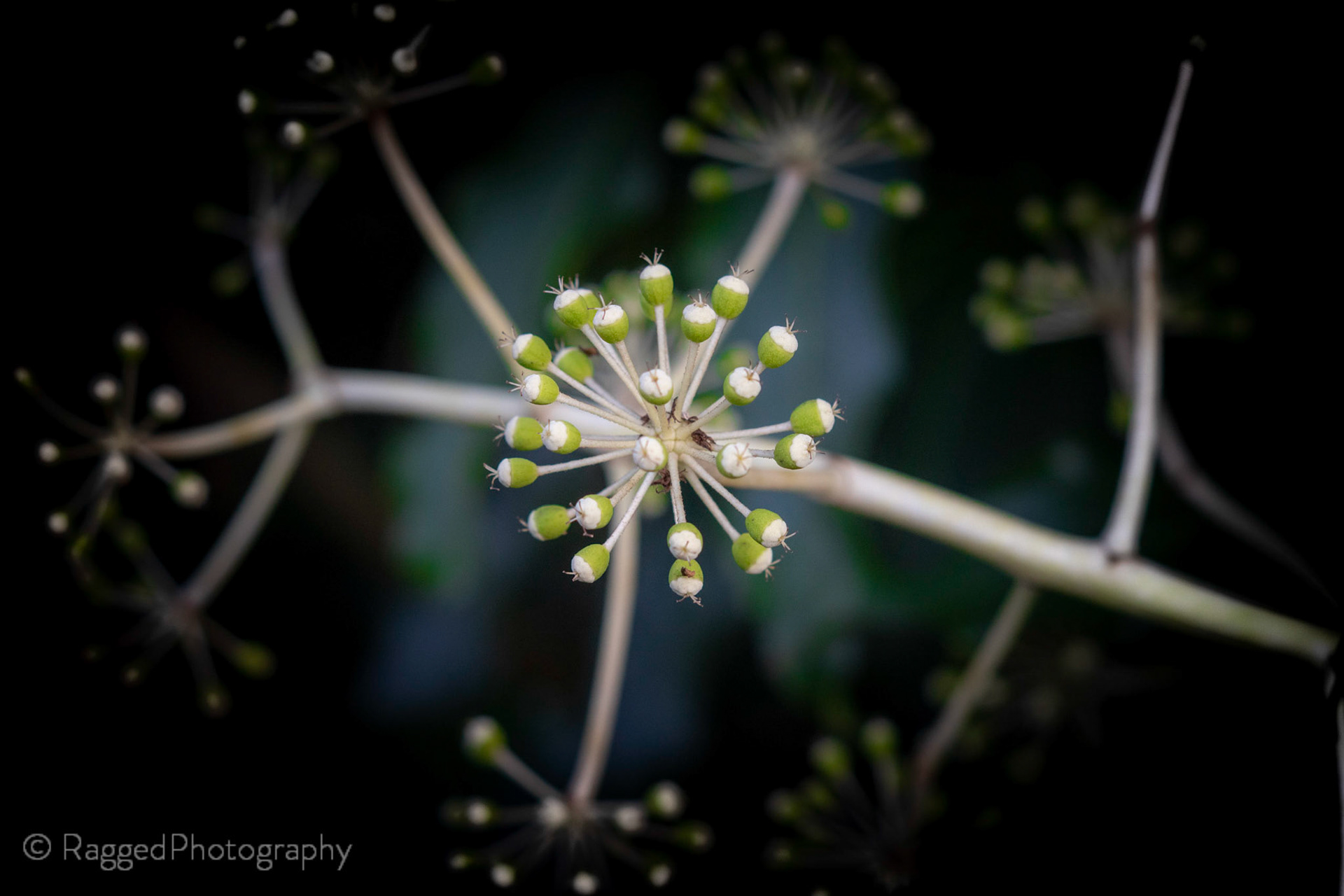 Buds
