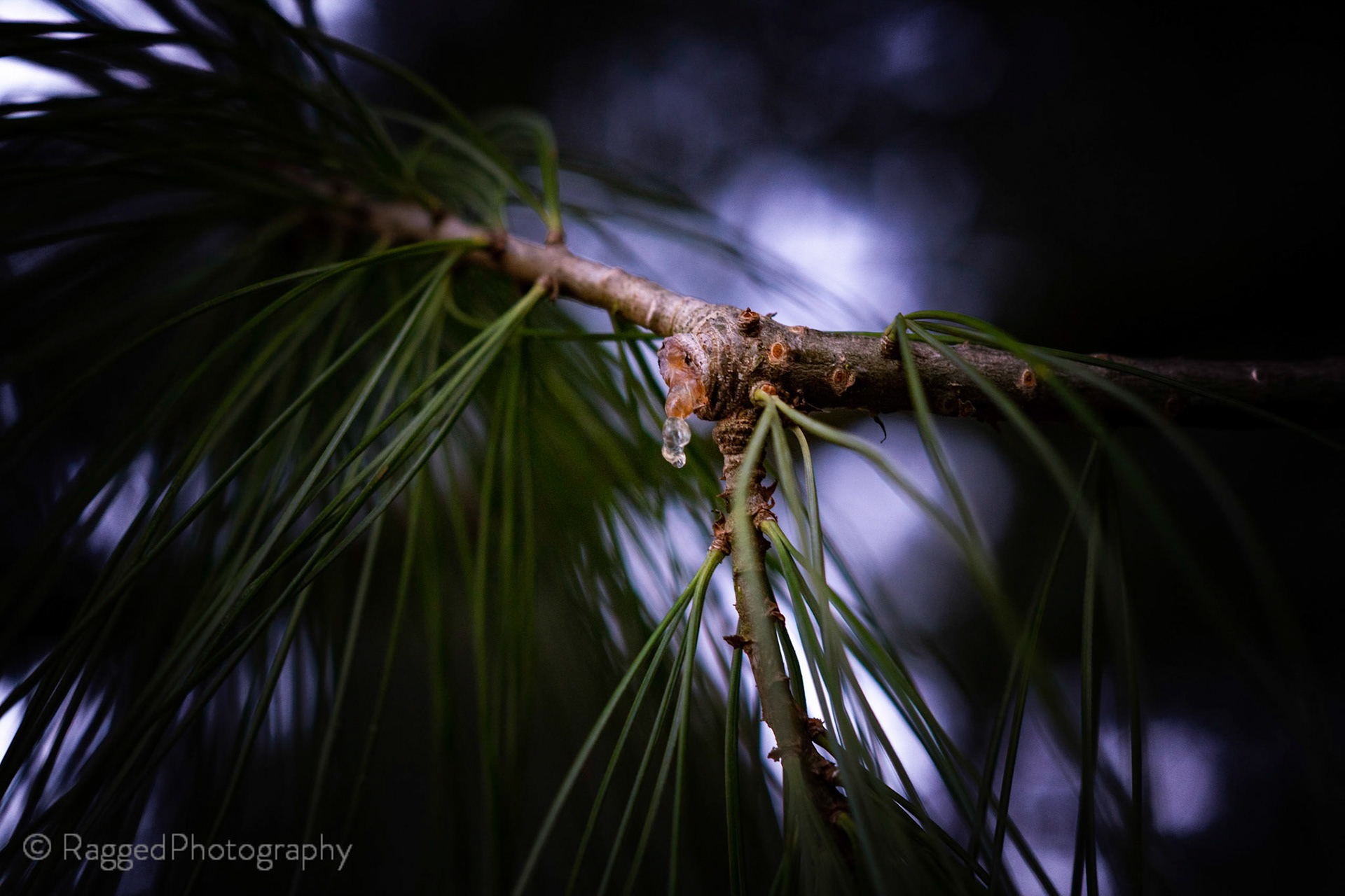 Drop of sap