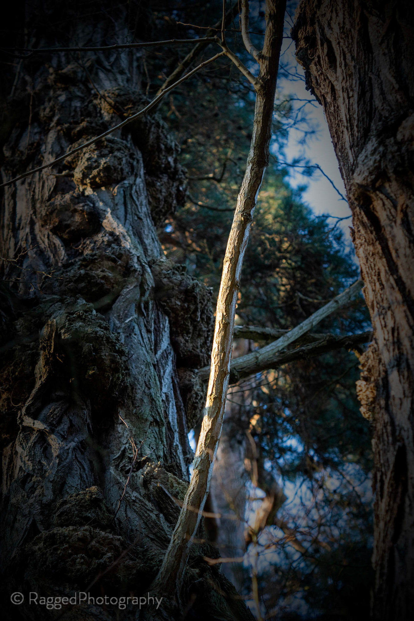 Branch