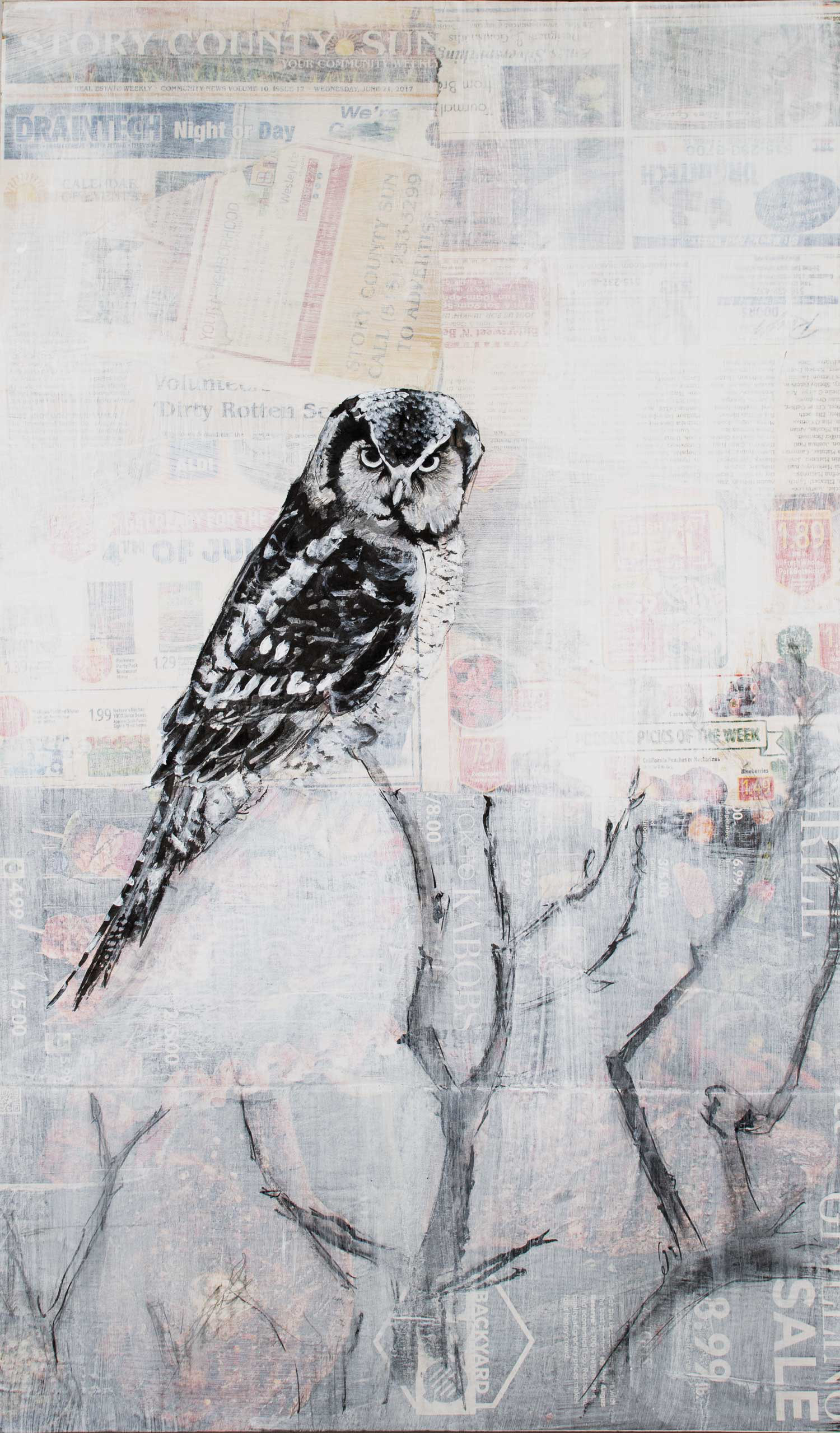 Northern Hawk Owl (Surnia ulula) 79%, 2017