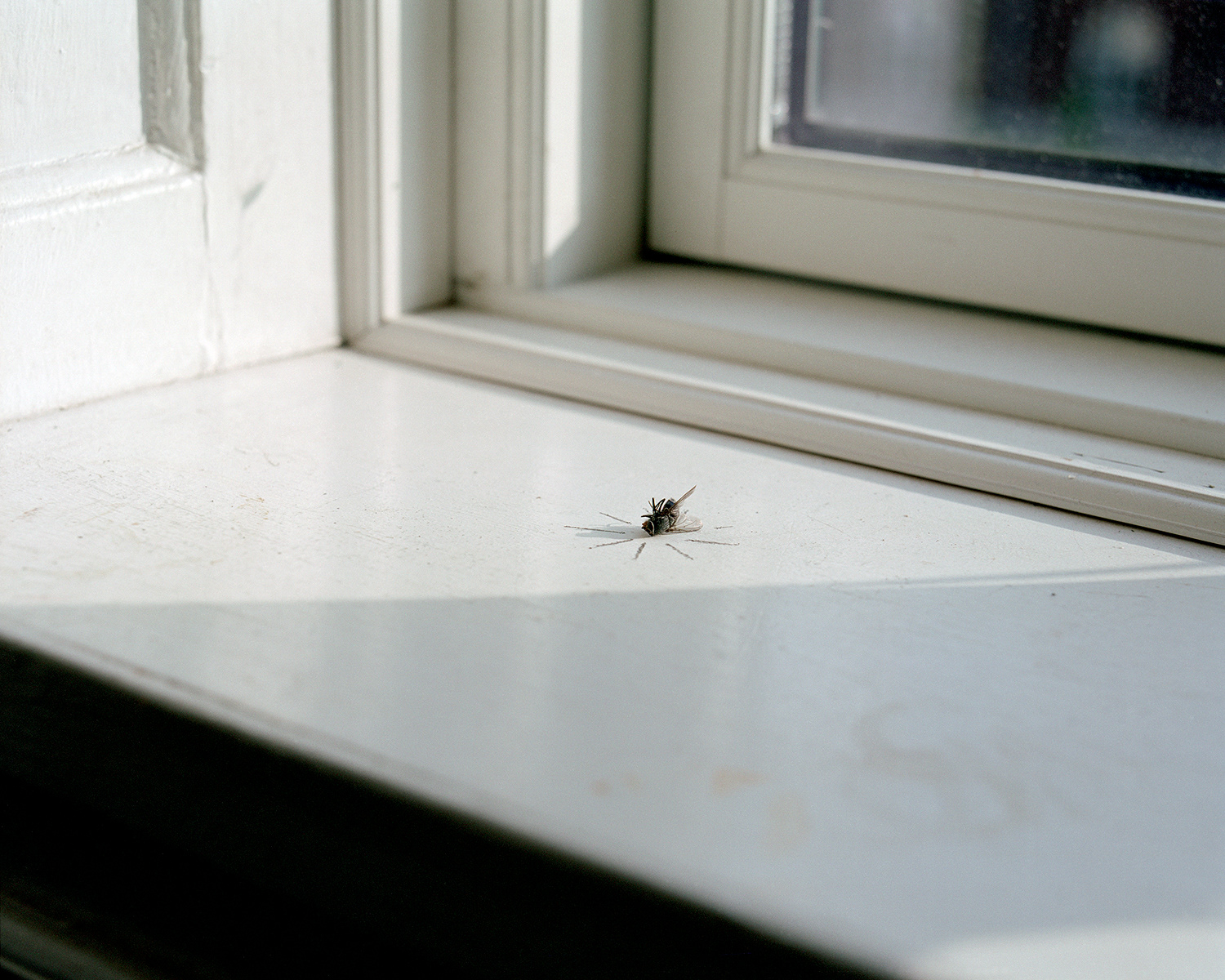 Fly