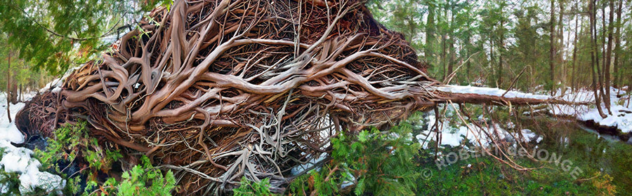 Roots, cedar tree, fallen, winter, Stream, Harbor Springs