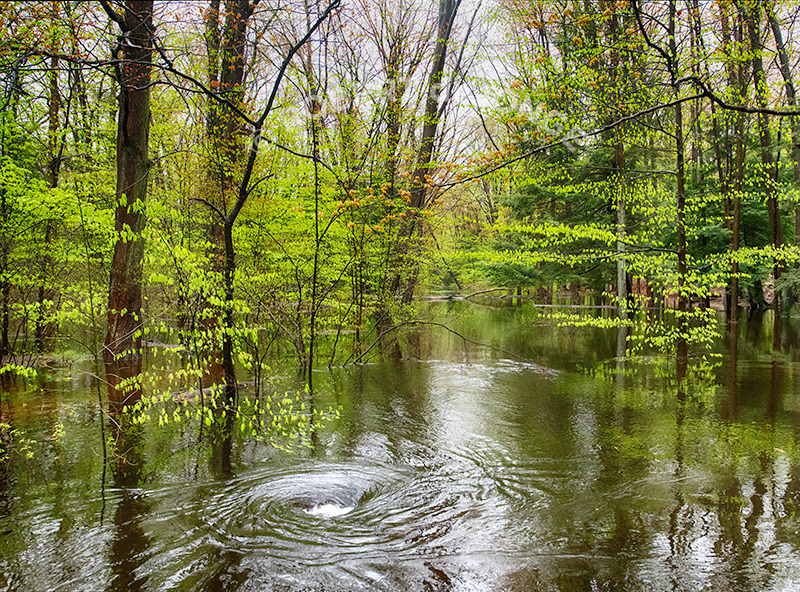 After a heavy Spring rain the stream overflows its banks and water forms a whirlpool as is rushes down a culvert