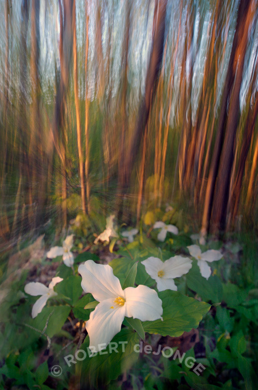 trillium, woodlands, sunset, forest, movement
