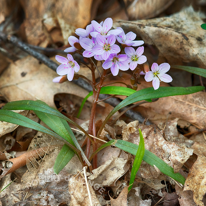 Spring Beauties pop up through the mat of leaves on the forest floor, wildflowers