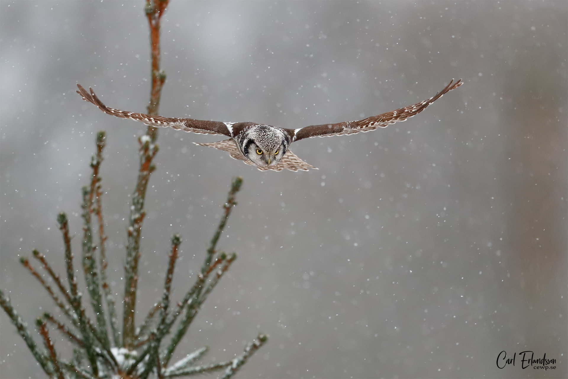 Hökuggla / Northern Hawkowl