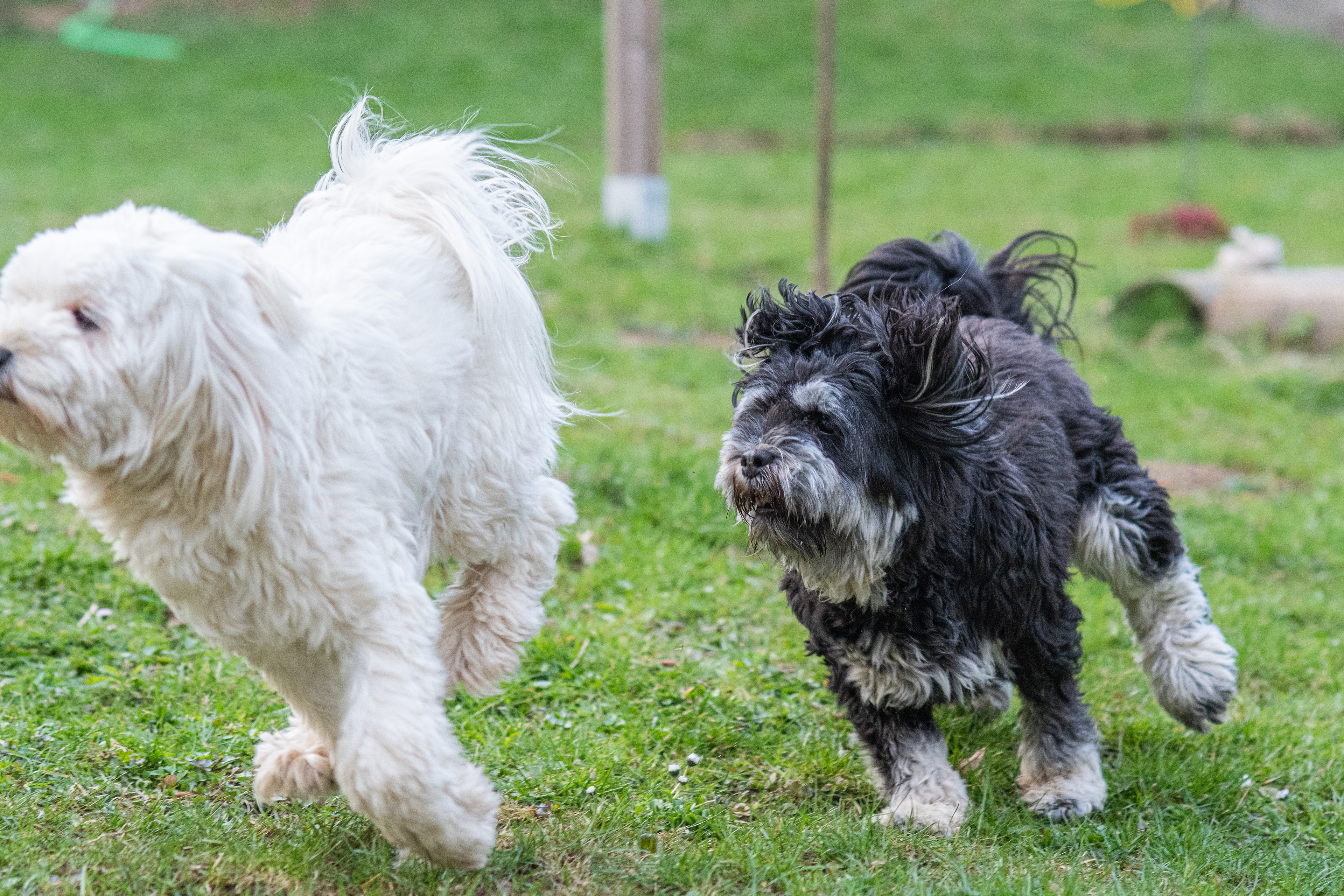 Selma und Maja (April 2021)