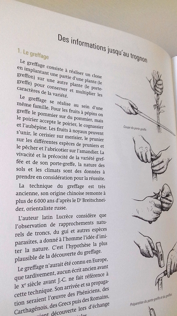 Tomber dans les pommes