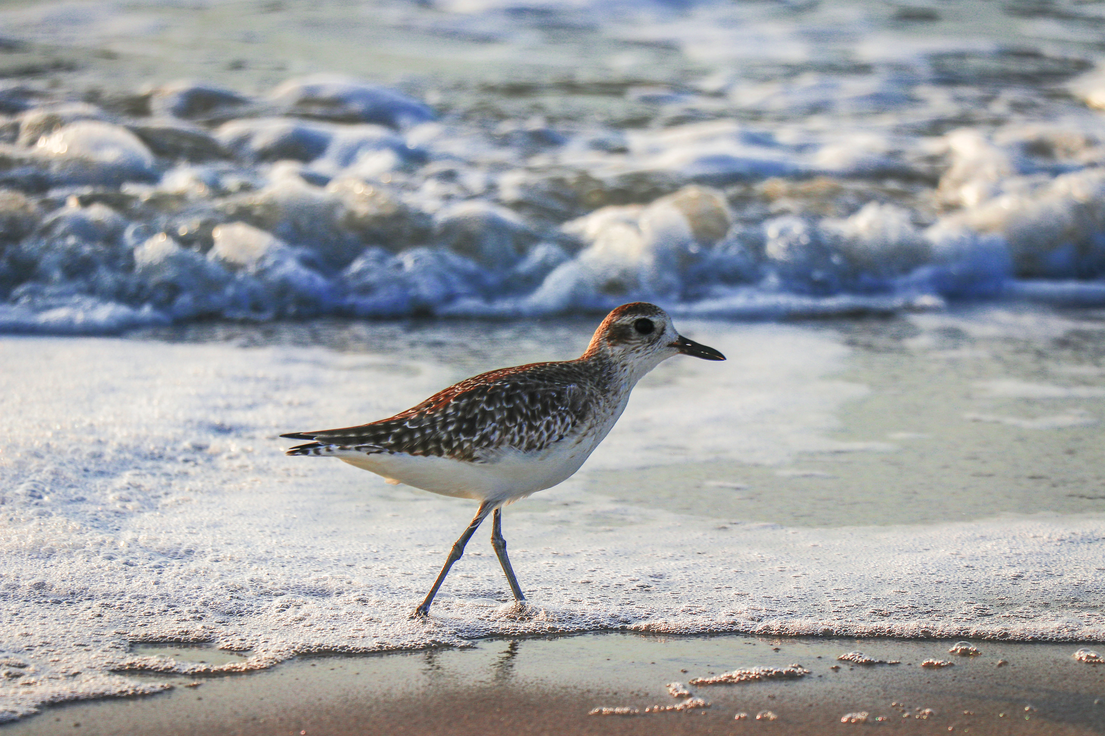 Semi-palmated sandpiper (2018)