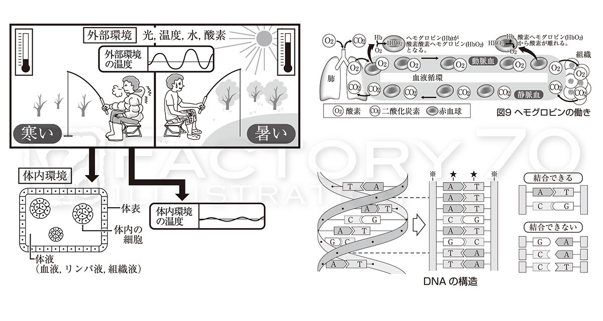 イラスト制作 Illustration Jp グルメイラスト 教科書 教材図版 High School Biology Textbook Illustrations