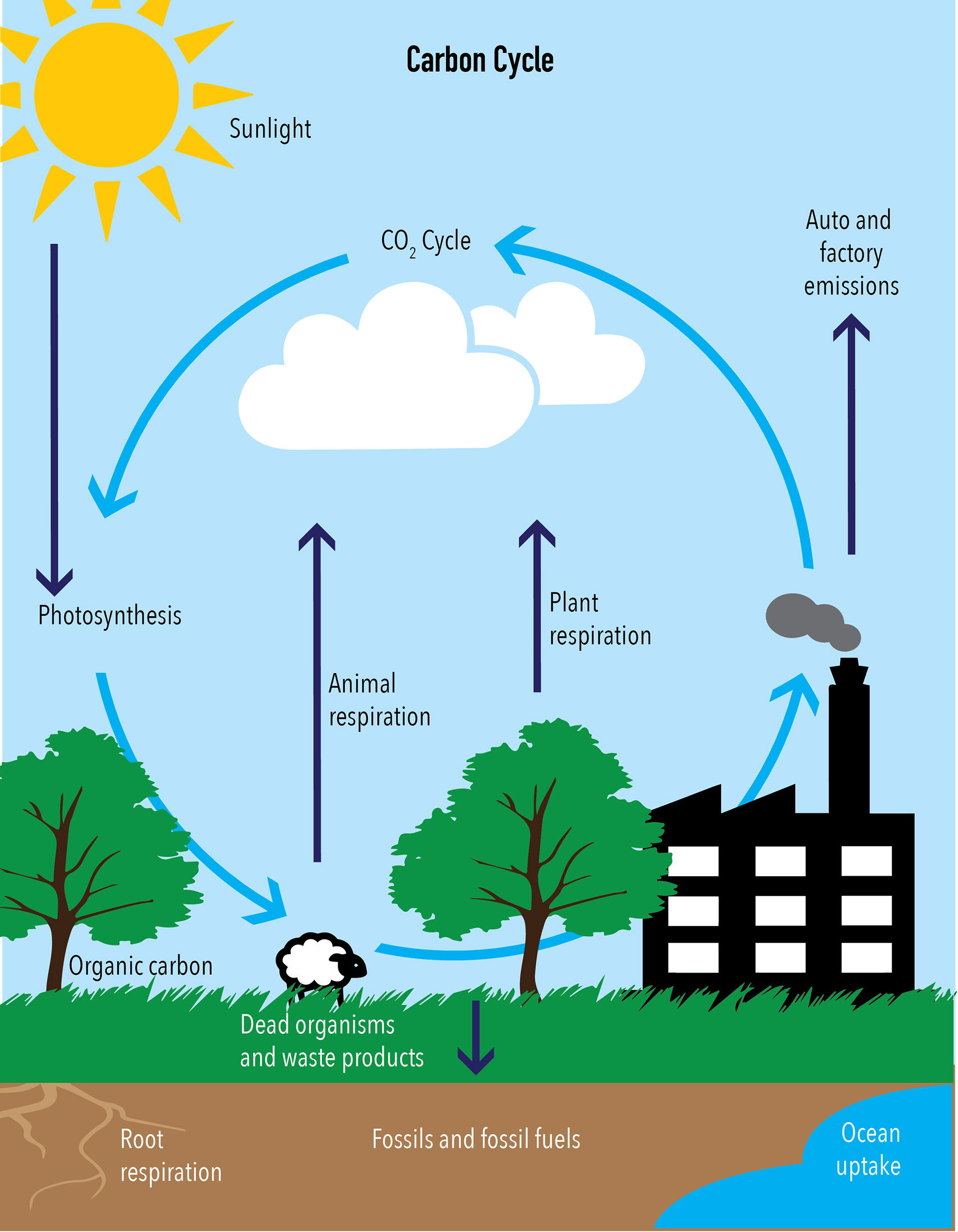 Carbon oxygen carbon dioxide. Carbon Cycle. Carbon Cycle diagram. Carbon dioxide and Oxygen Cycle. The Cycle of Carbon dioxide in nature.