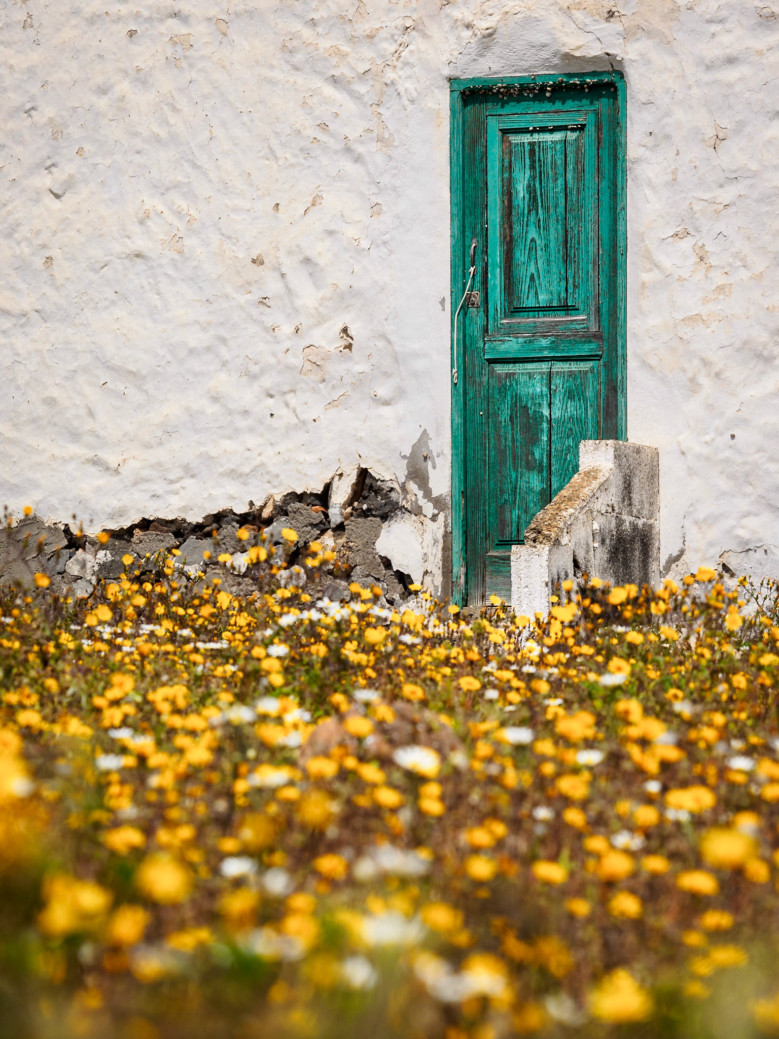 Wildblumen in einem Vorhof