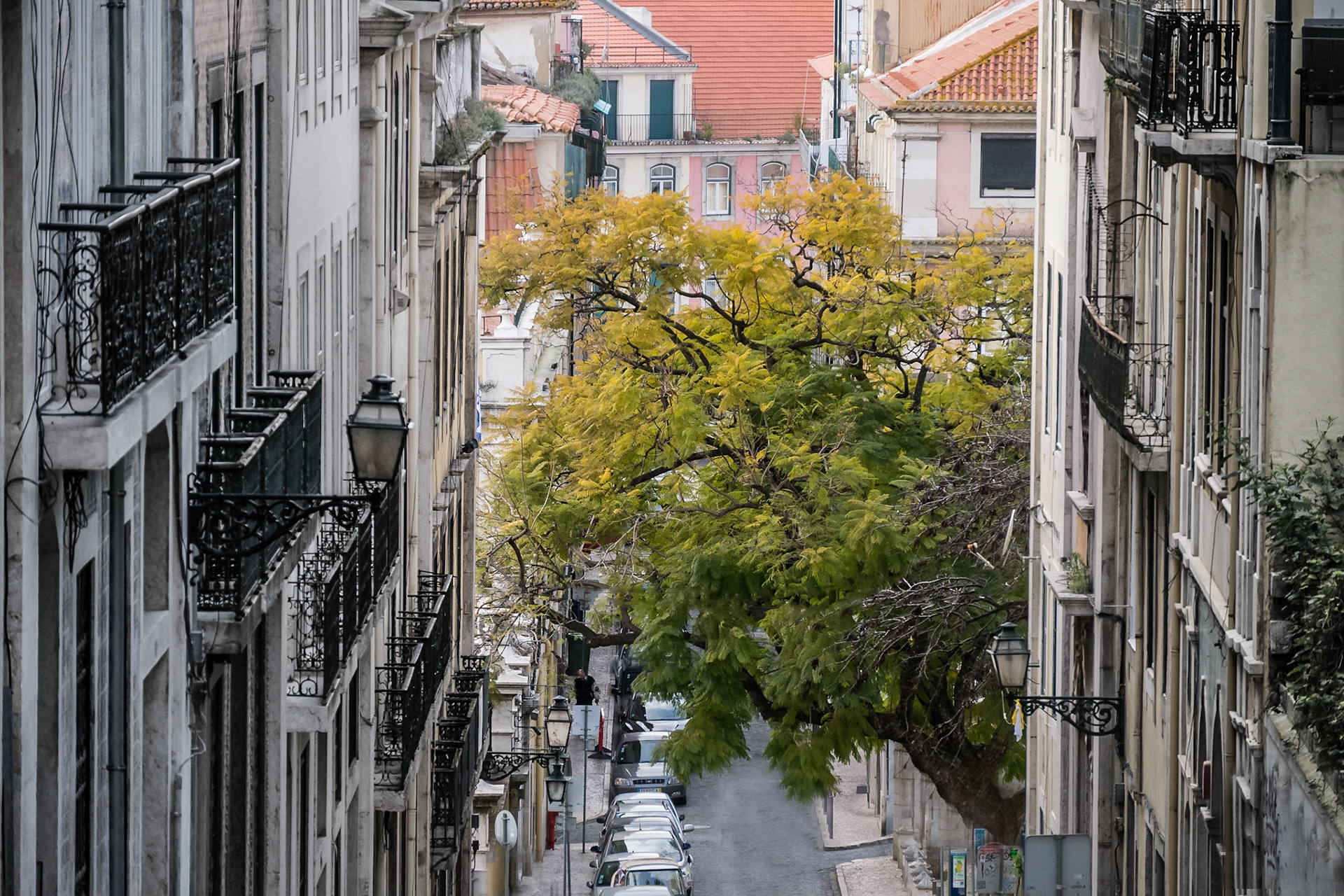 Ein Baum ragt in diese Gasse in Lissabon