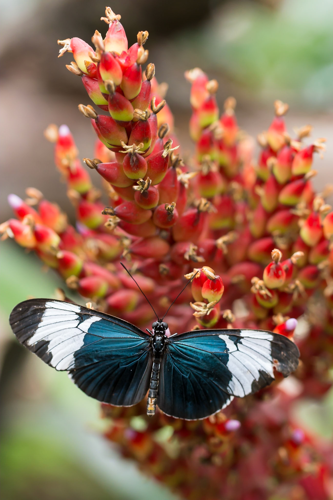 Im Schmetterlingsgarten Grevenmacher (Luxemburg)