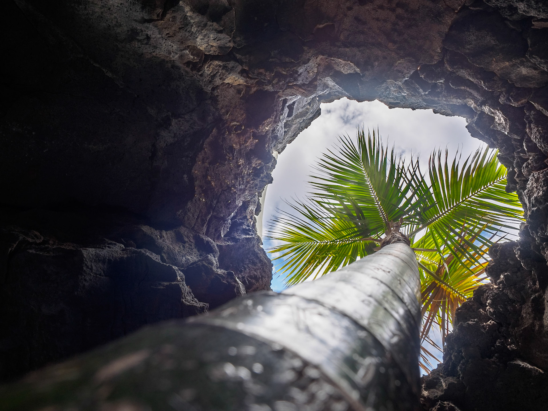 Eine Palme im Wohnzimmer - Fundación César Manrique