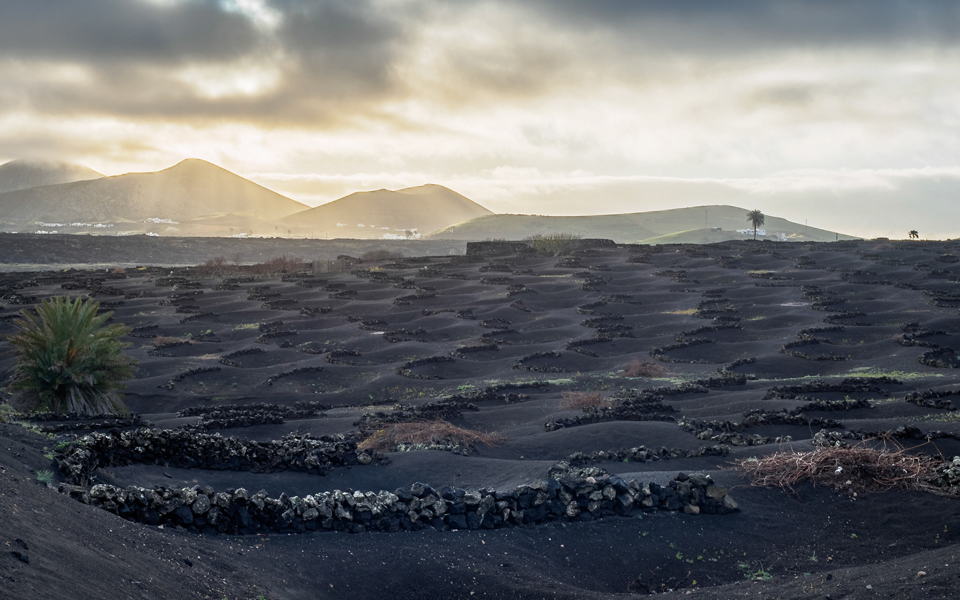 Weinanbau in La Geria, Lanzarote
