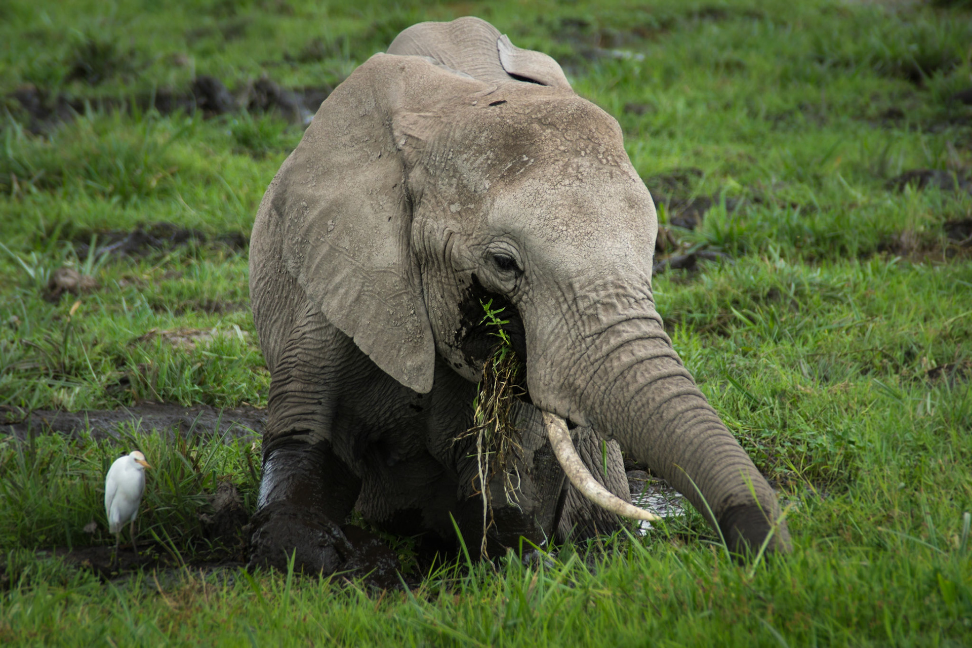 Elefant in den Sümpfen des Amboseli