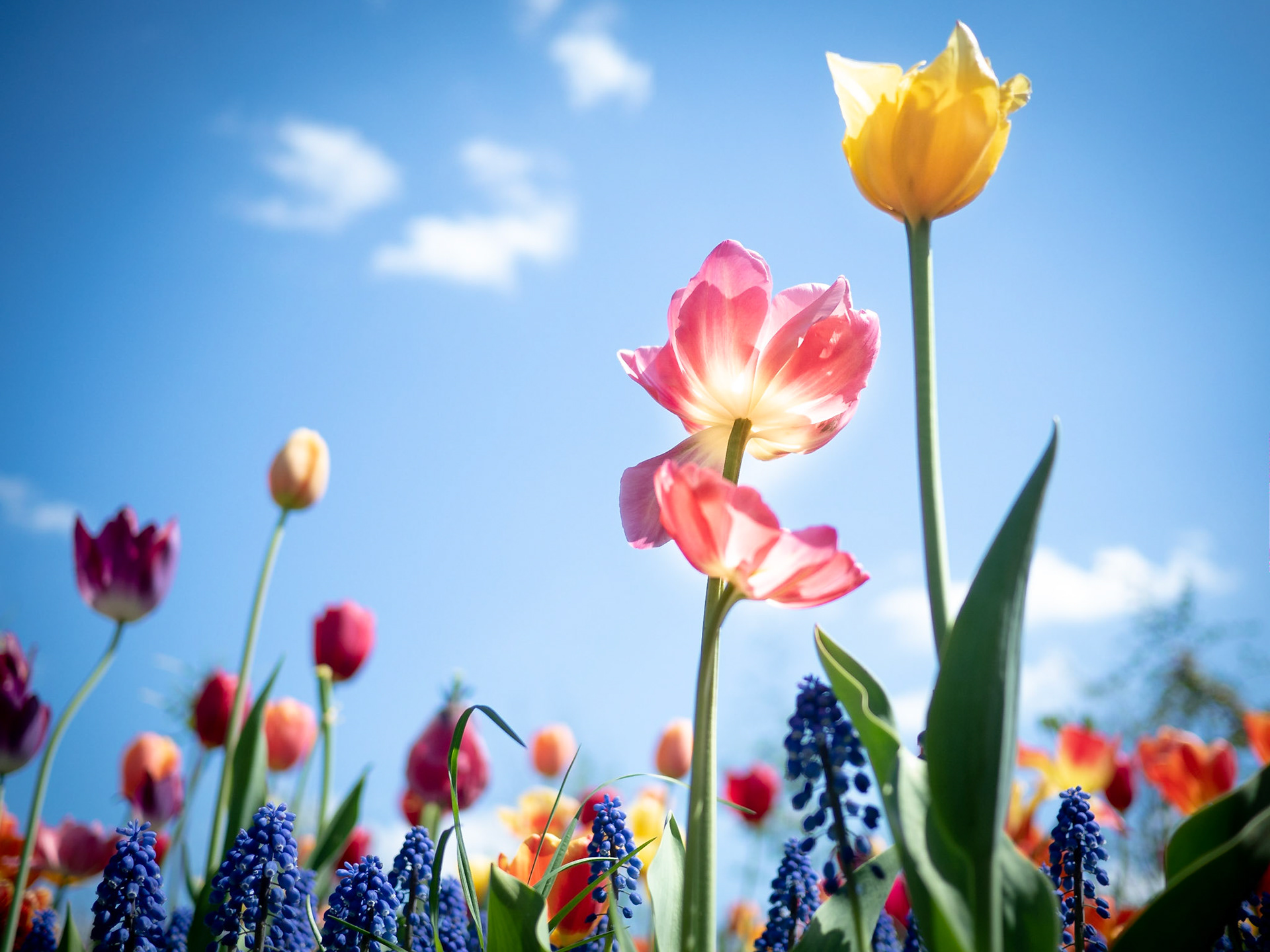 Frühling in Holland