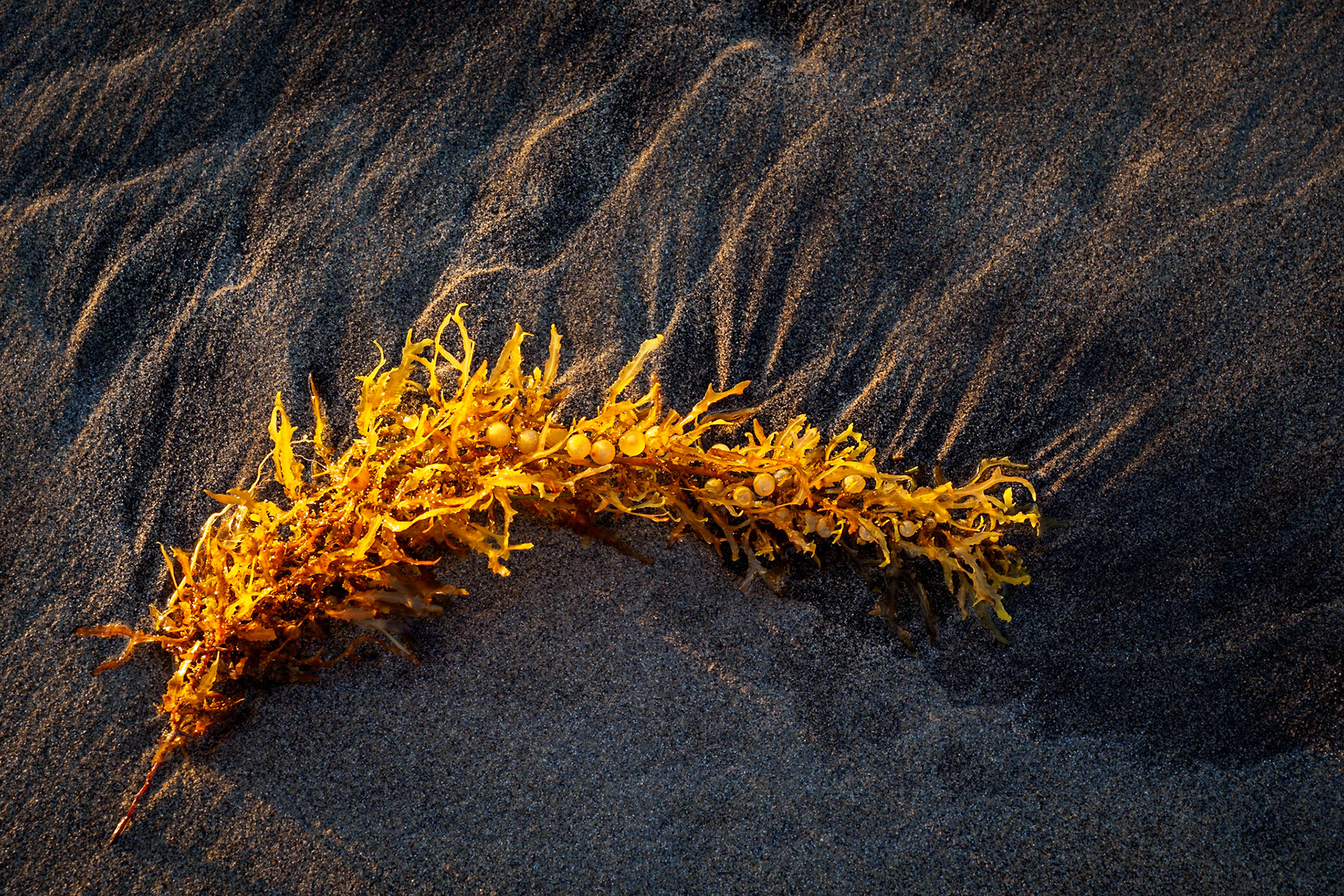 Seetang am Strand von Famara