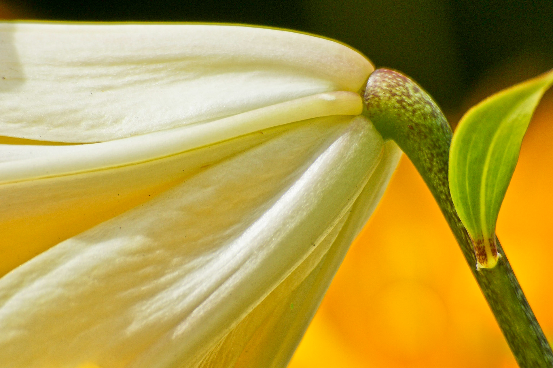 Detailaufnahme einer Blüte