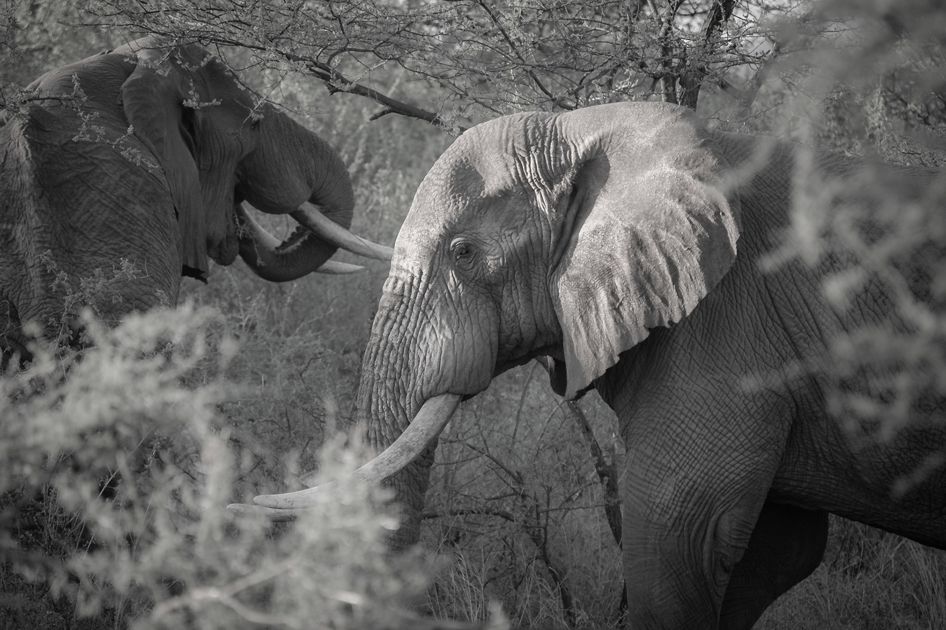 Elefanten im Gebüsch (Tsavo West, Kenia)
