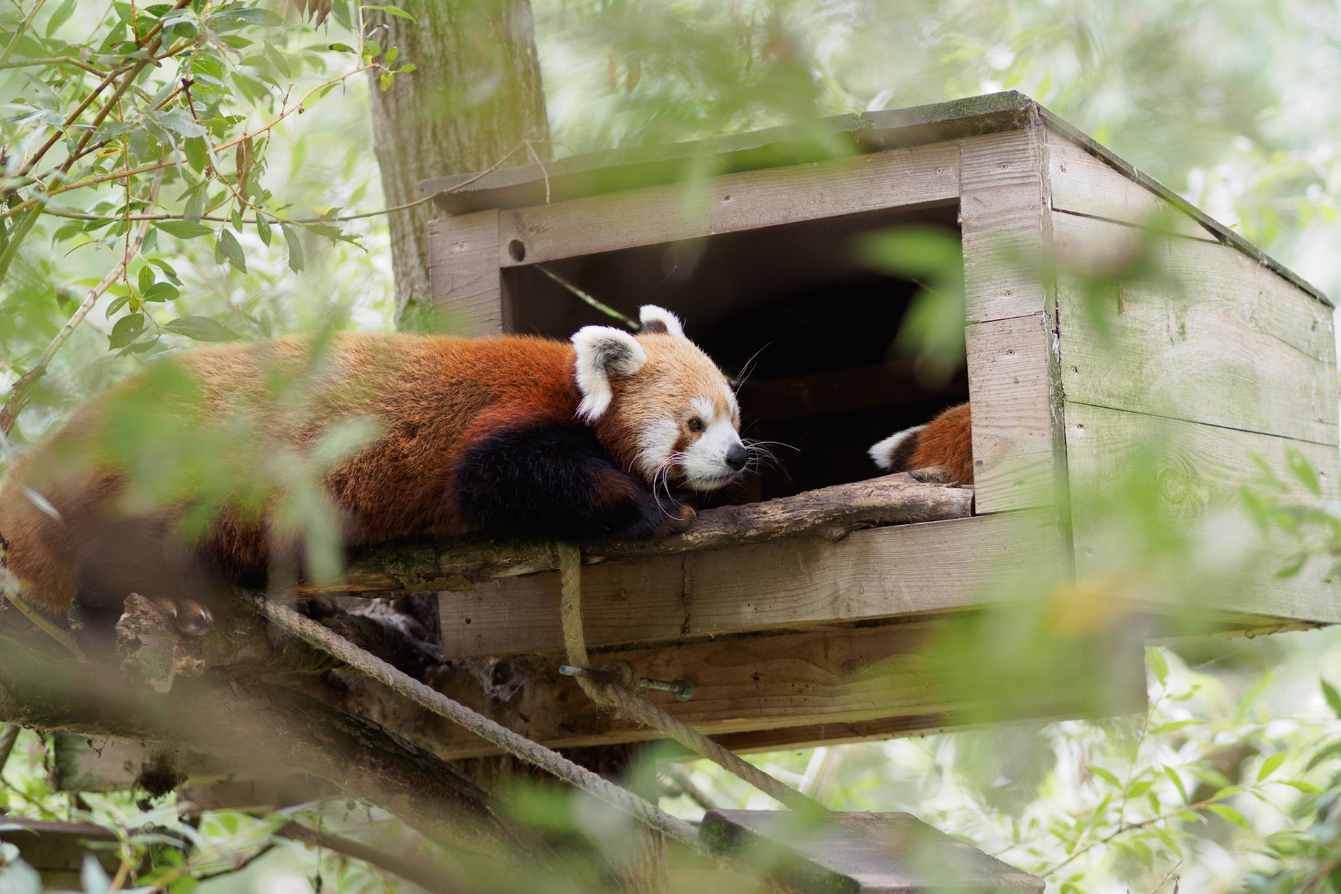 Tierwelt im Biotropica