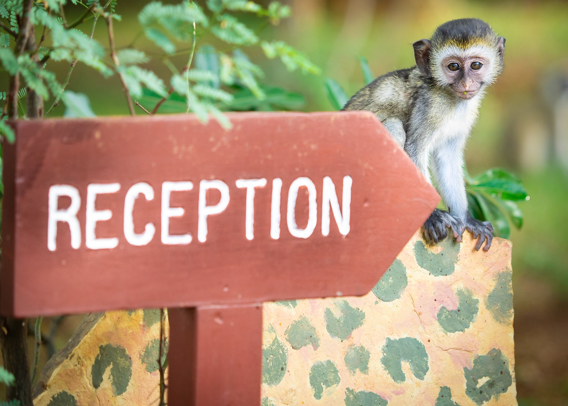 Der neue Rezeptionist