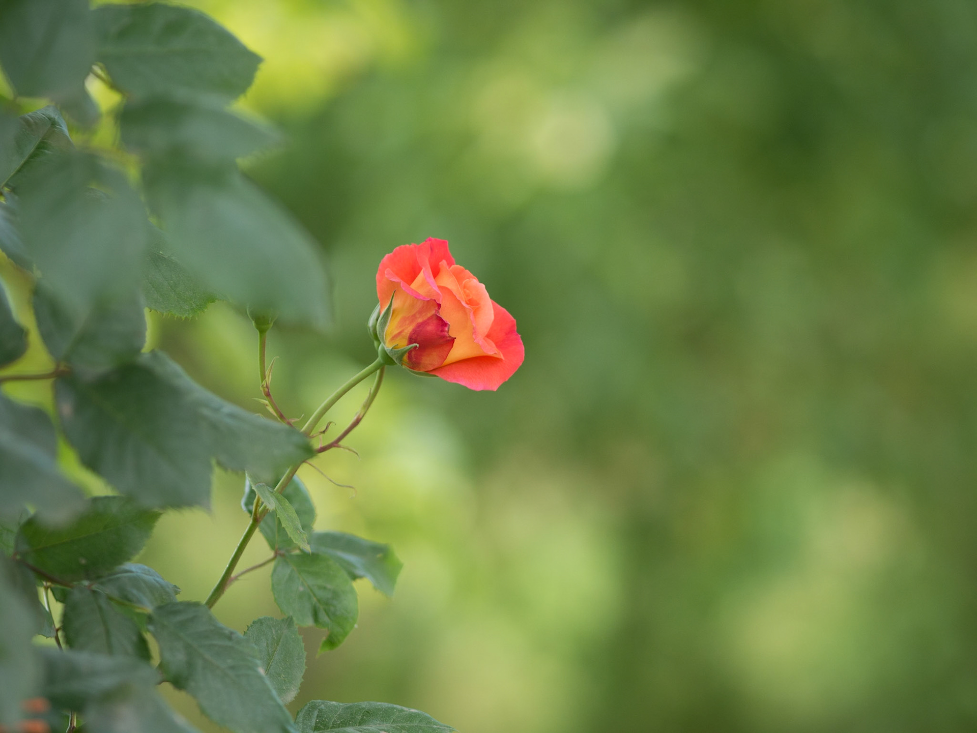 Einzelne Rose in den Weinbergen