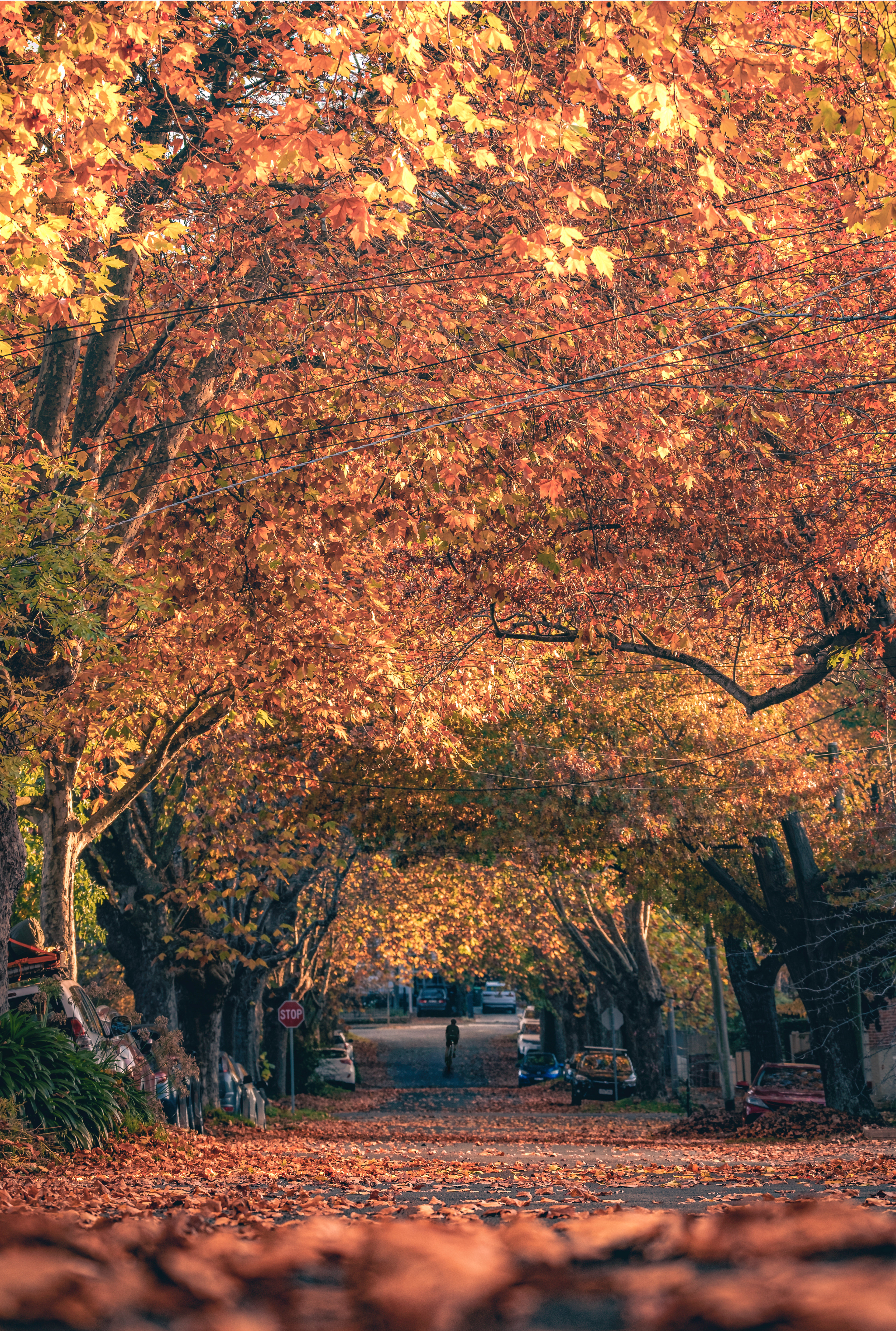 Classic Autumnal Frank St.