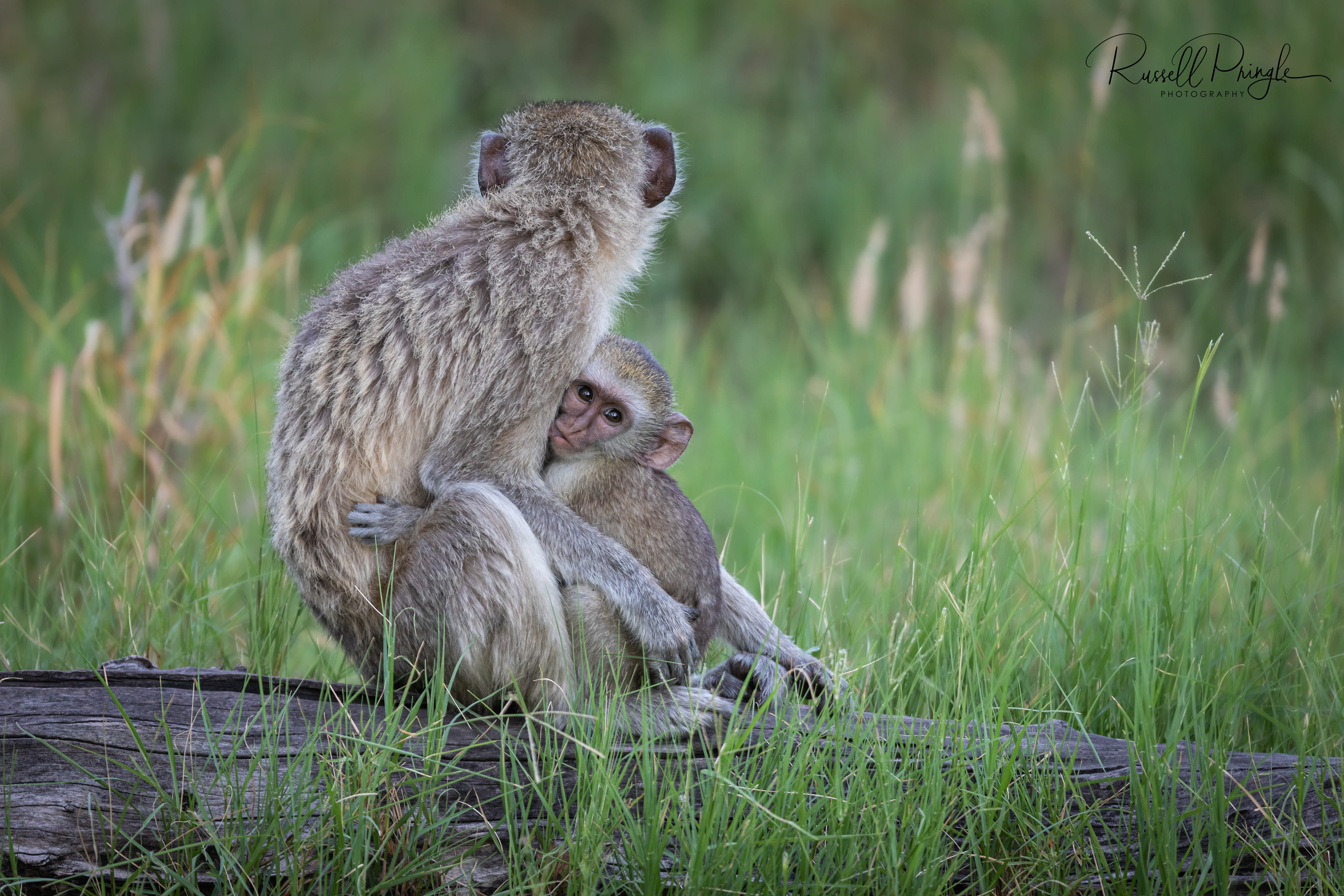 Vervet Monkey-Moremi GR, Botswana