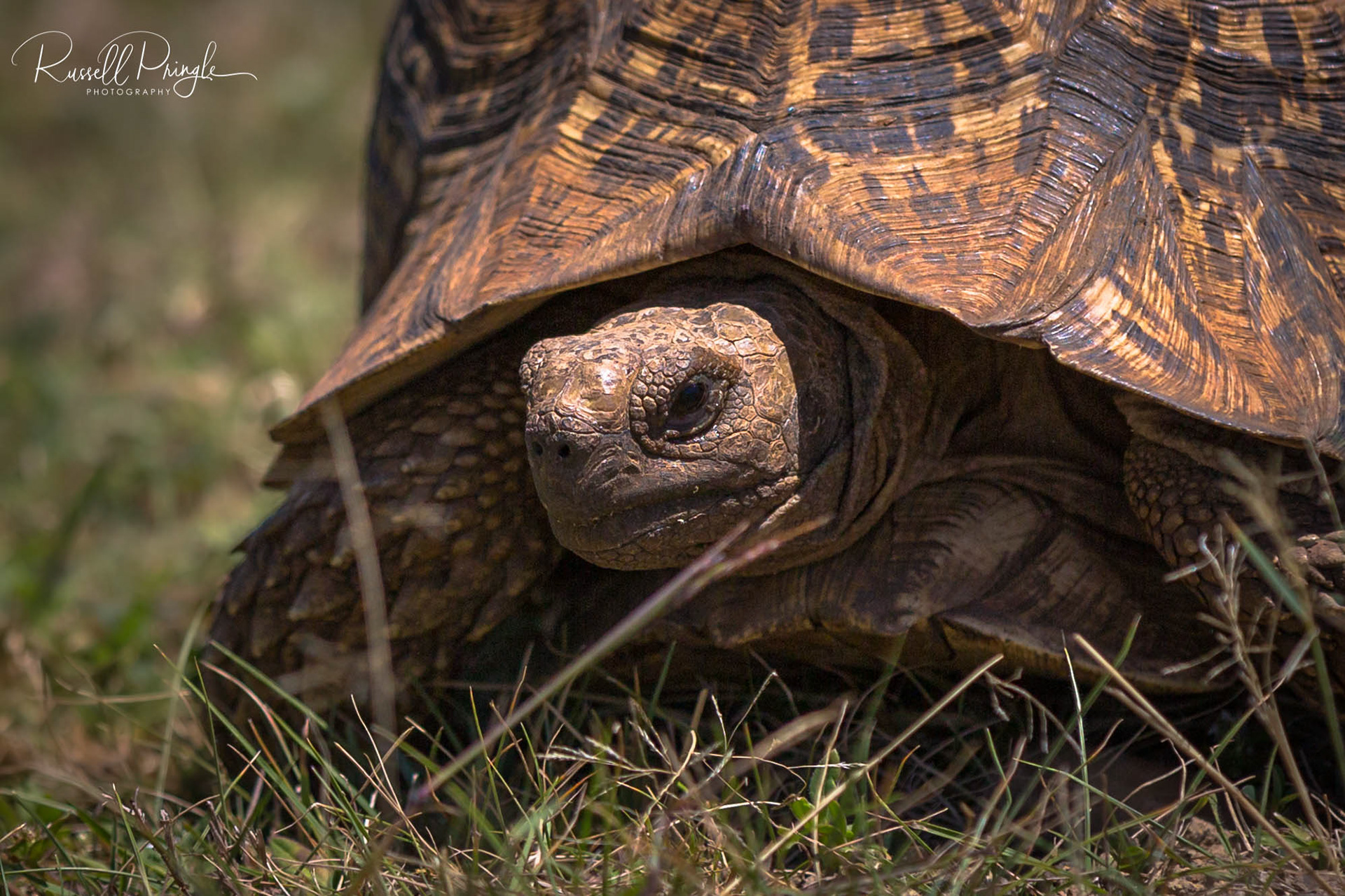 Leopard Tortoise-Lake Baringo, Kenya