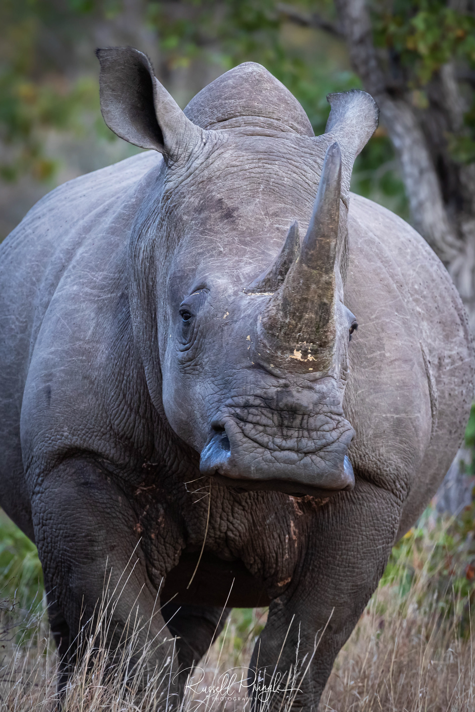 White Rhino-Timbavati, Sth Africa