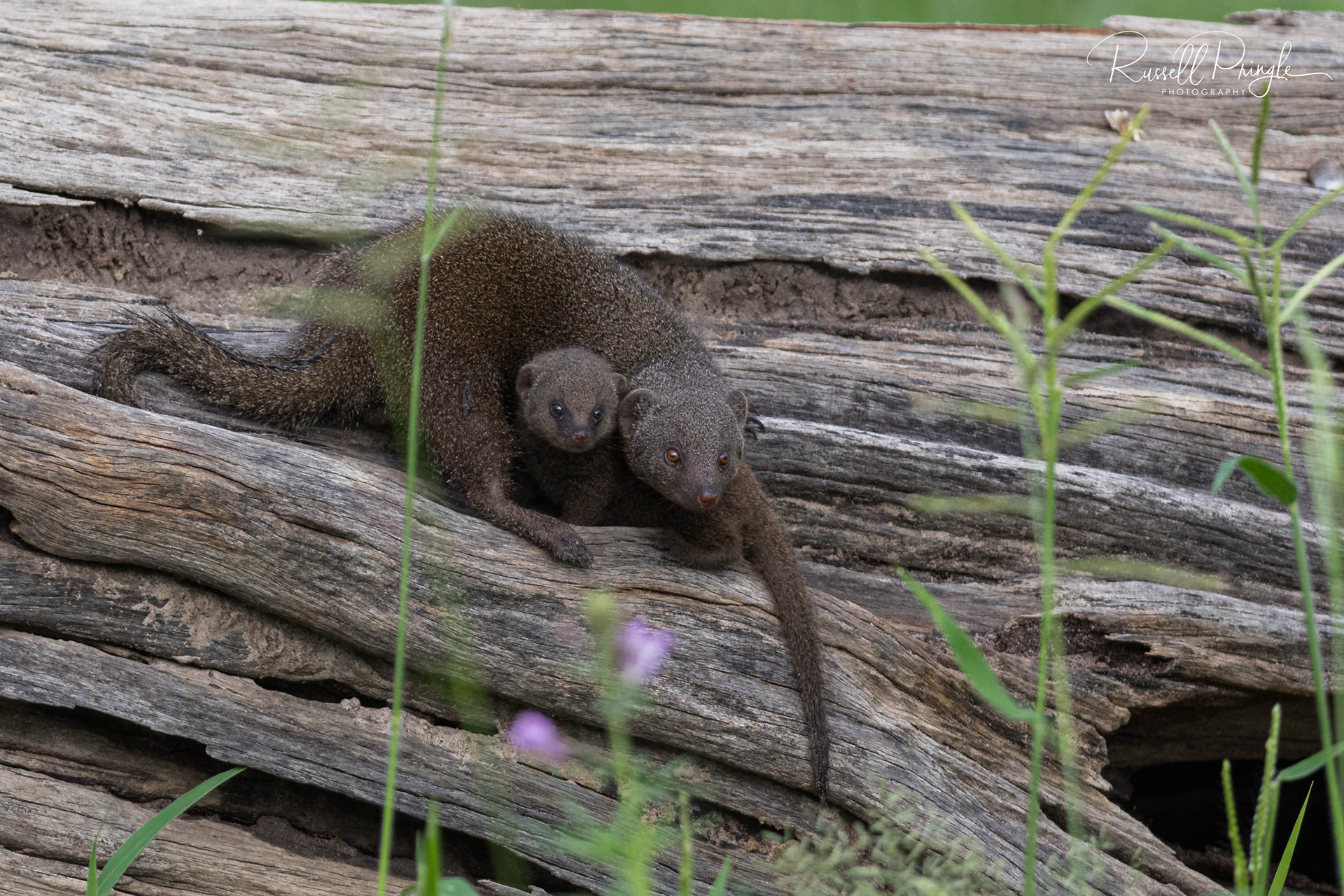 Dwarf Mongoose-Khwai, Botswana