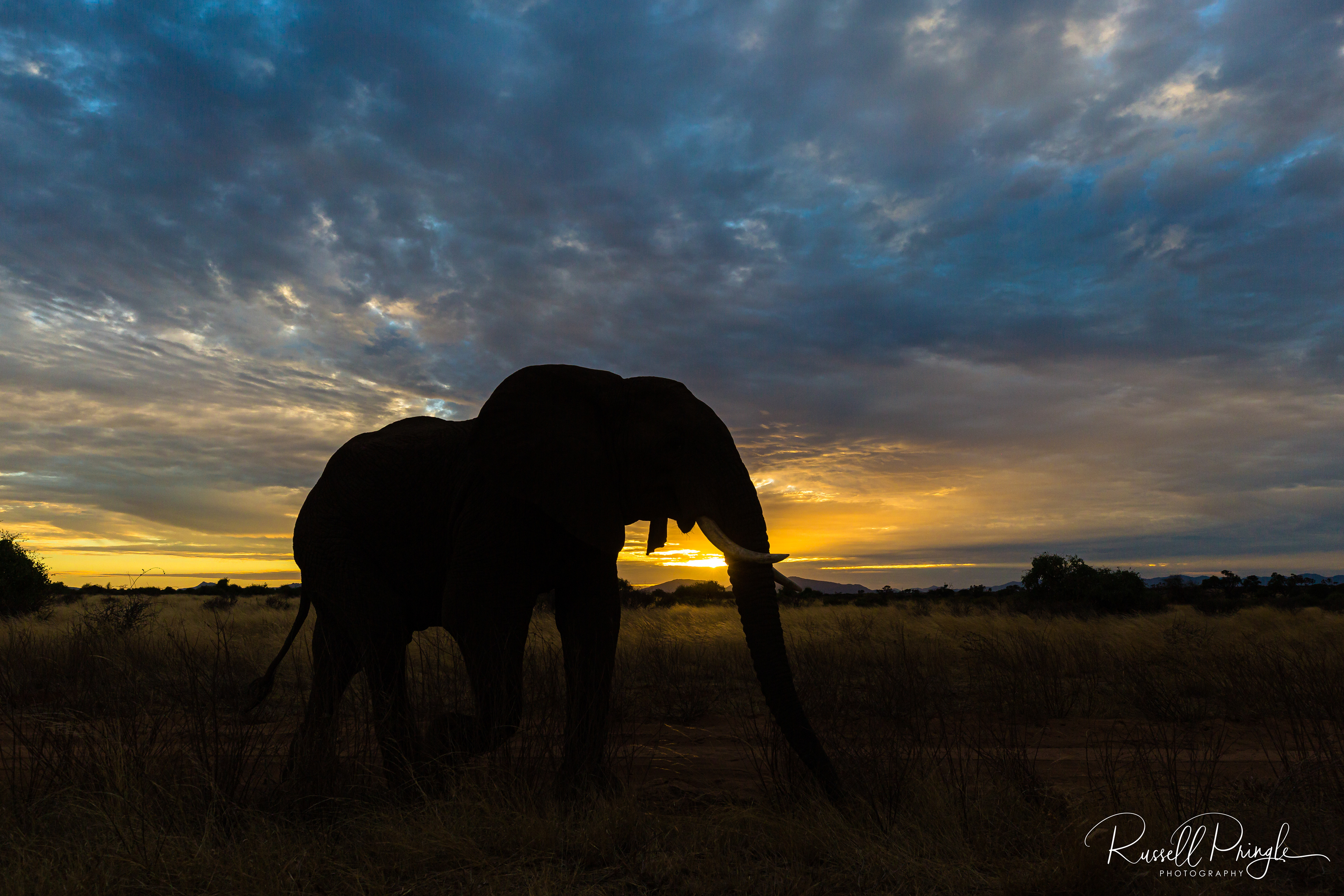 Samburu NP, Kenya