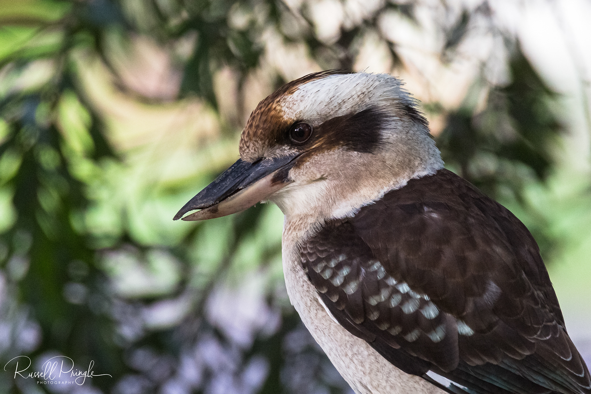 Laughing Kookaburra-Port Stephens, Australia