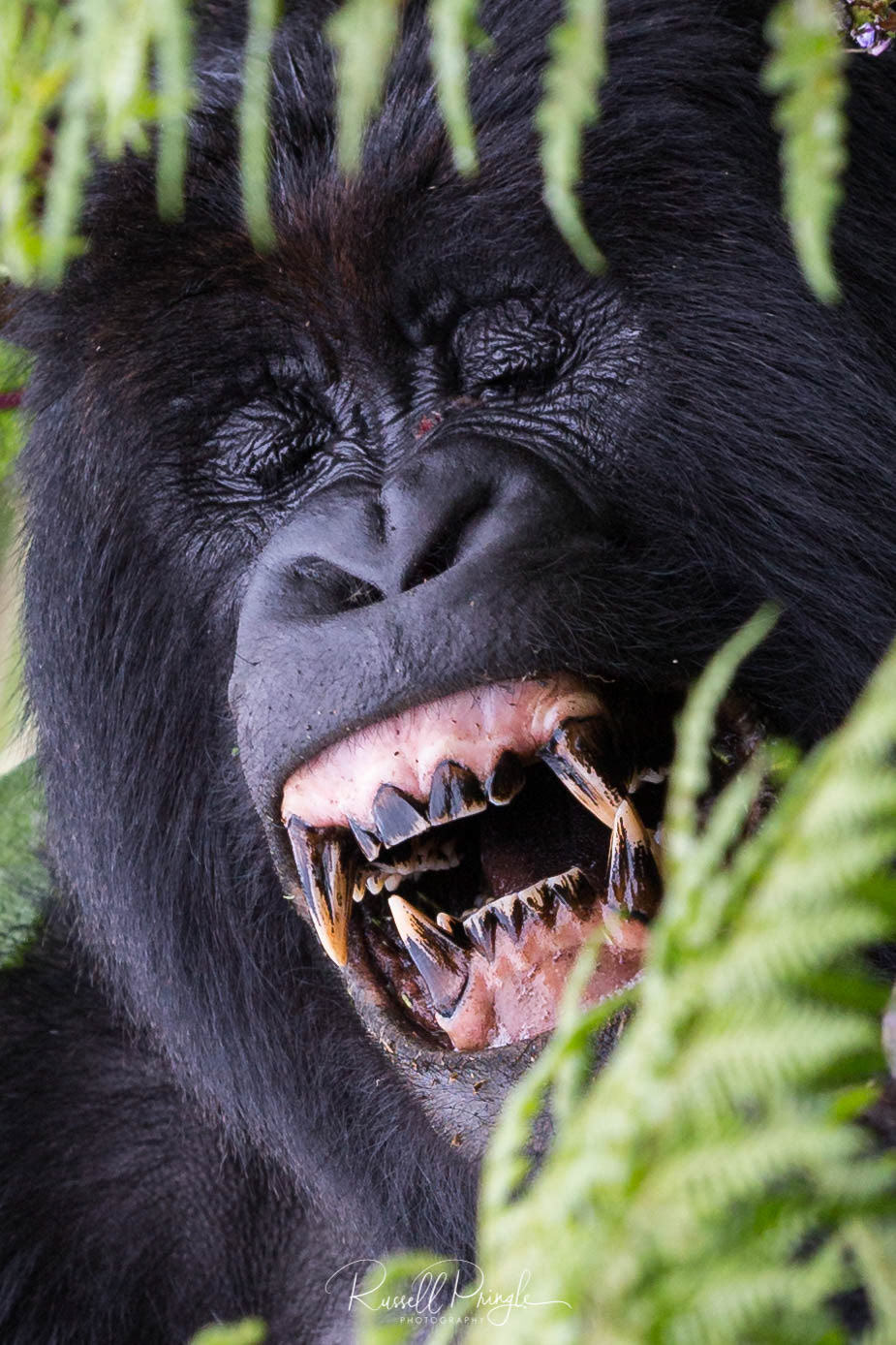 Mountain Gorilla-Volcanoes NP, Rwanda
