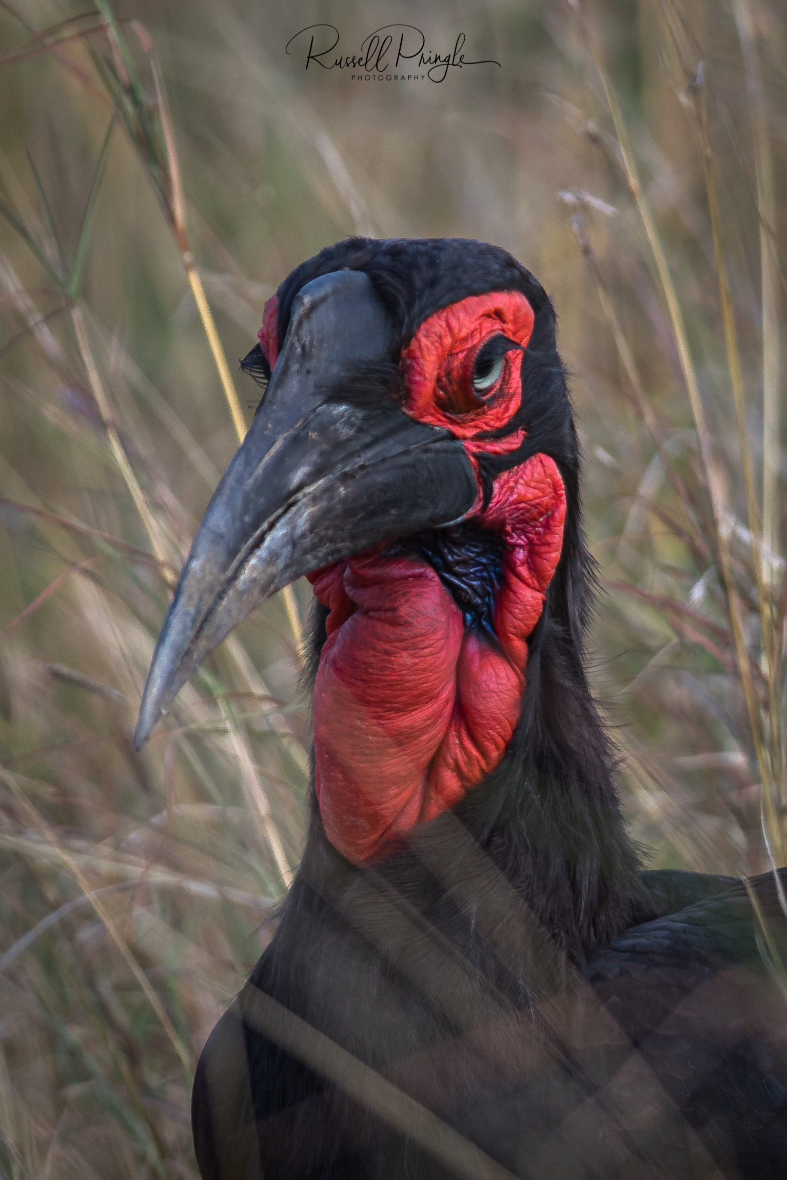 Southern Ground Hornbill-Masai Mara, Kenya