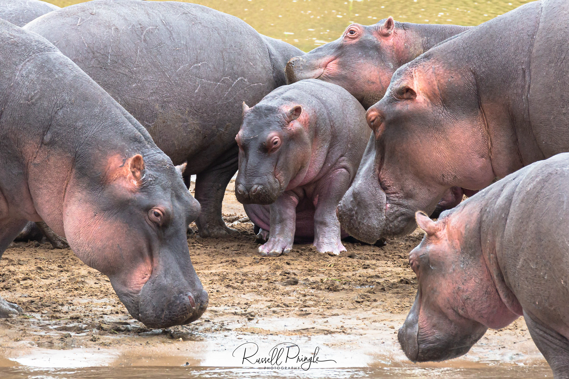 Hippopotamas-Mara River, Tanzania