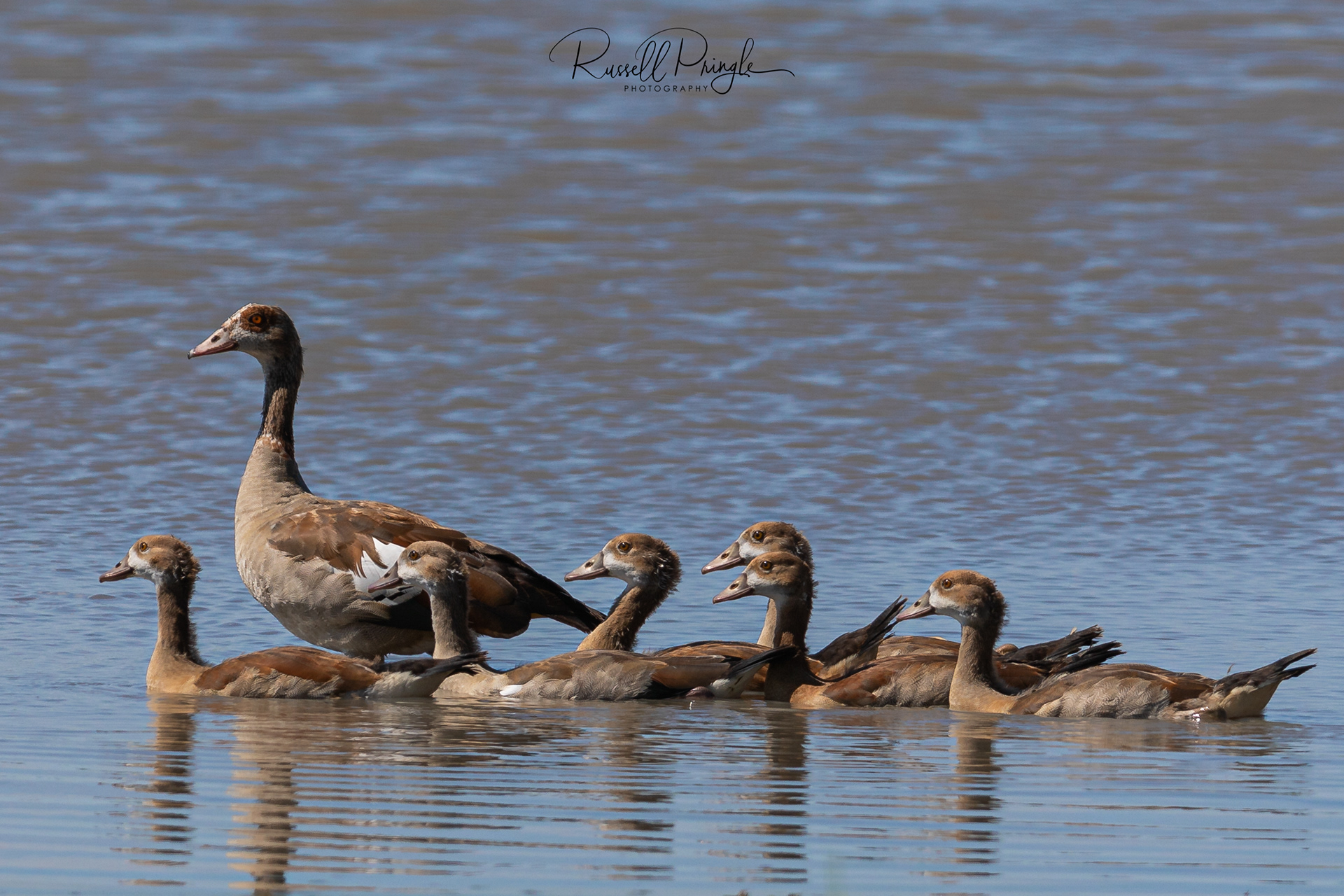 Egyptian Goose-Moremi GR, Botswana