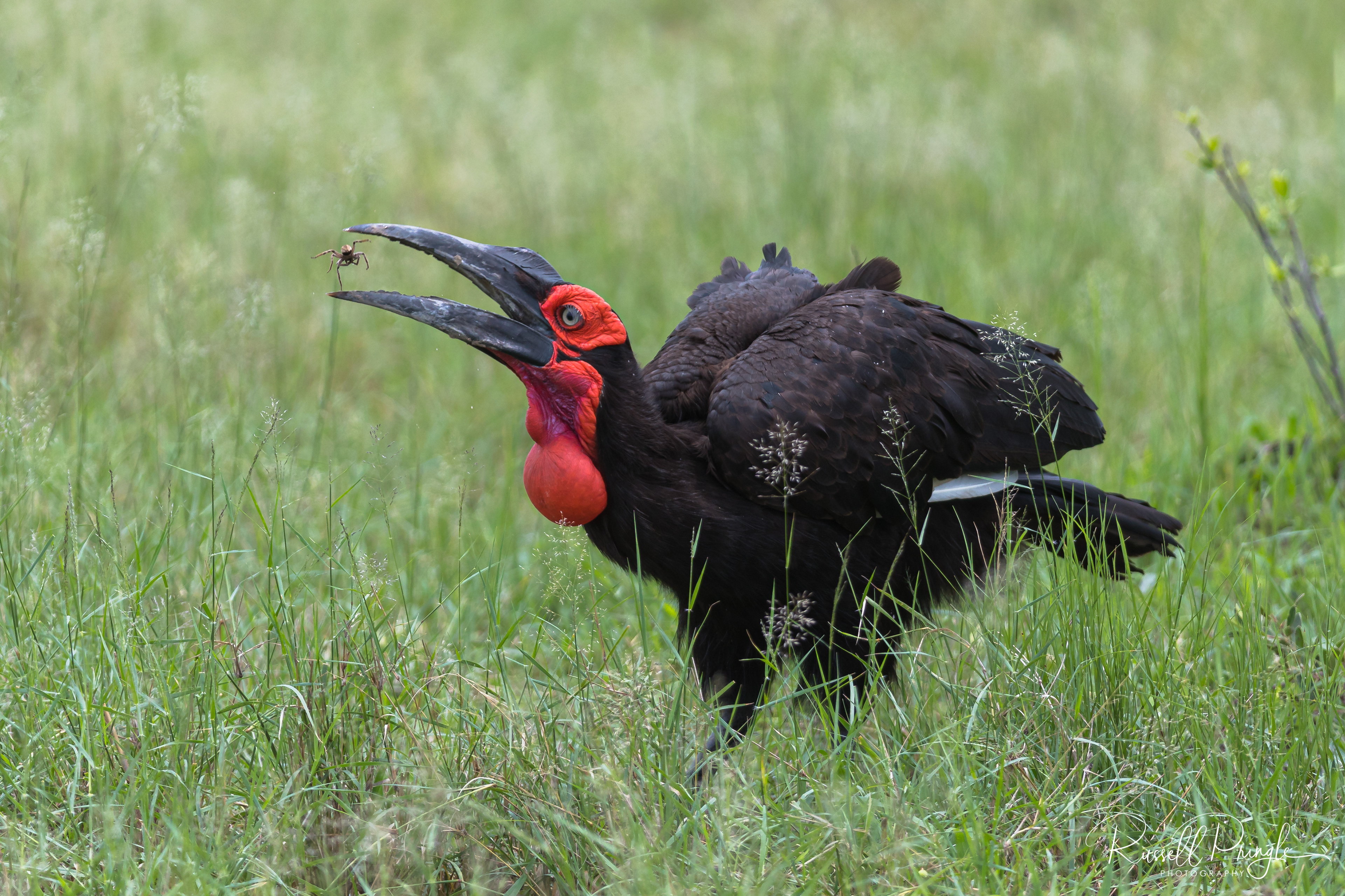 Southern Ground Hornbill-Savuti, Botswana
