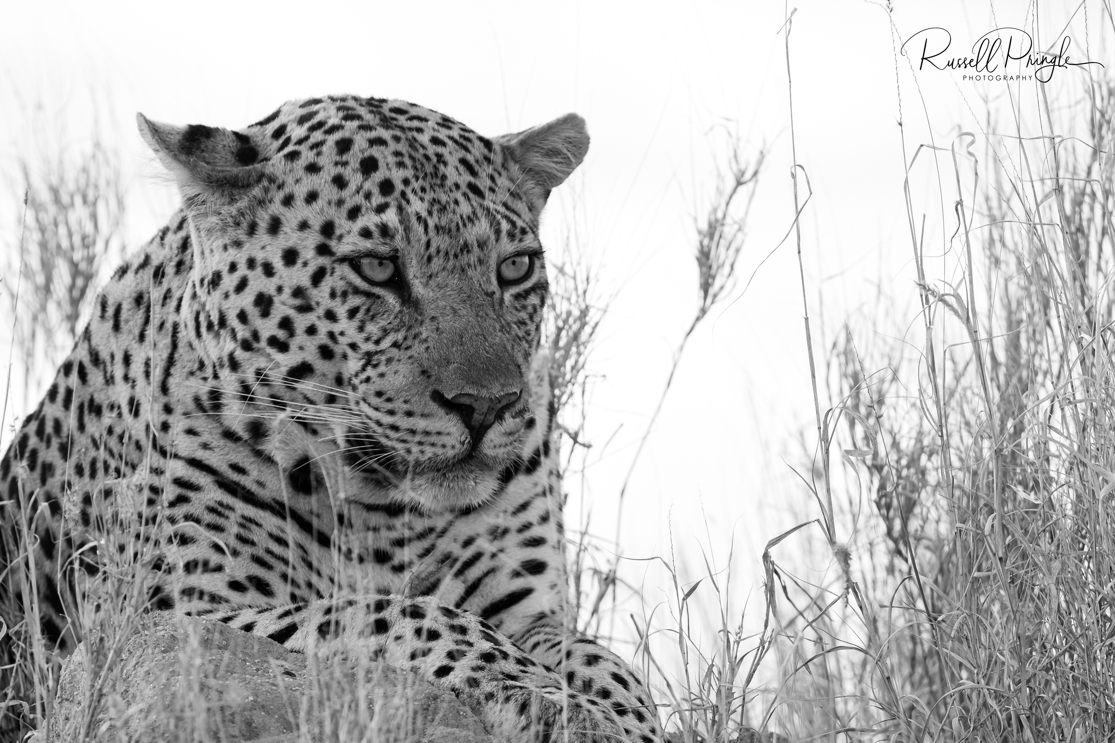 Leopard-Sabi Sands, Sth Africa
