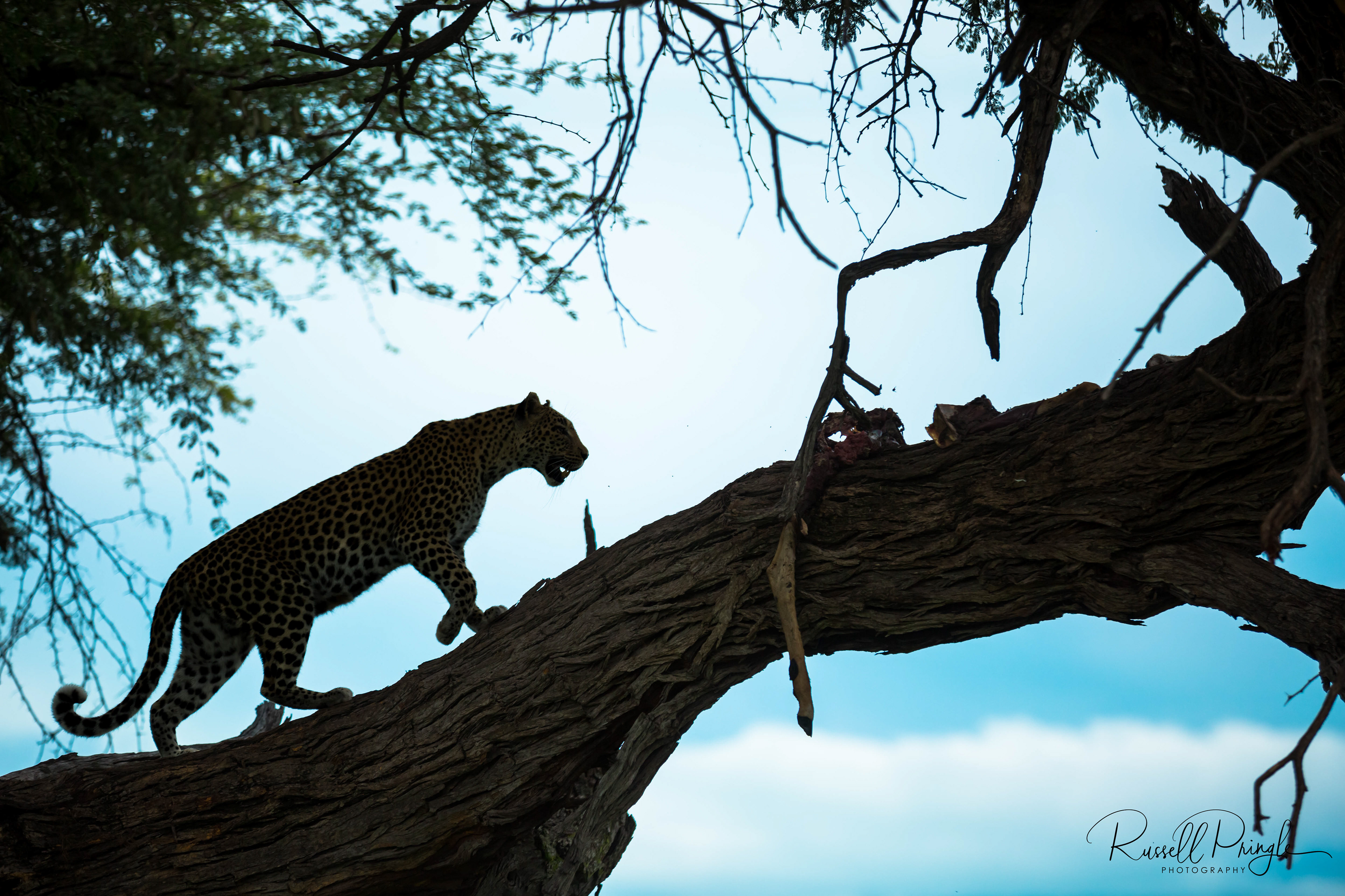 Leopard-Khwai, Botswana