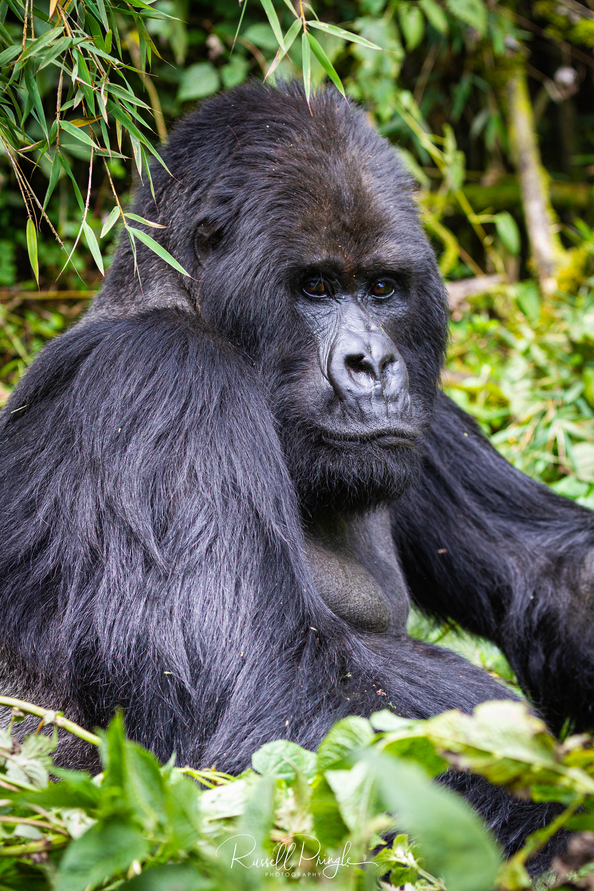 Mountain Gorilla-Volcanoes NP, Rwanda
