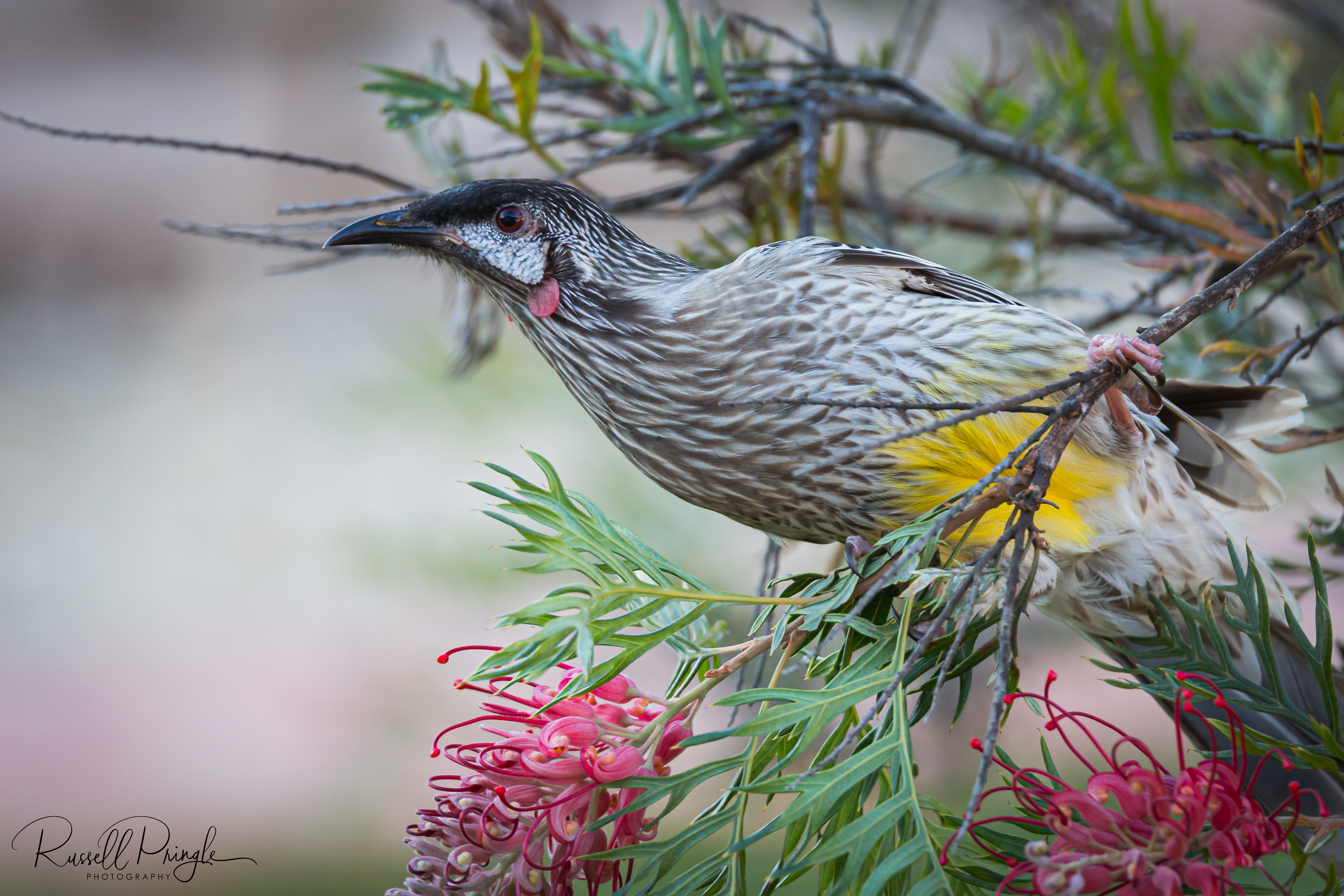 Red Wattlebird-Hunter Valley, Australia