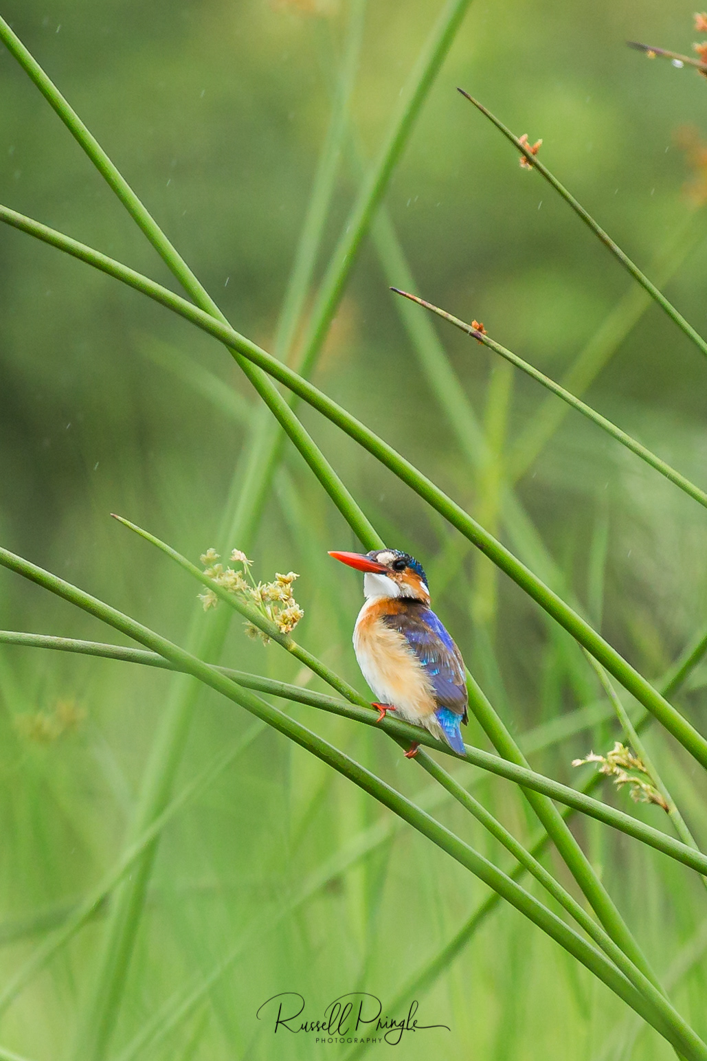 Malachite Kingfisher-Khwai, Botswana