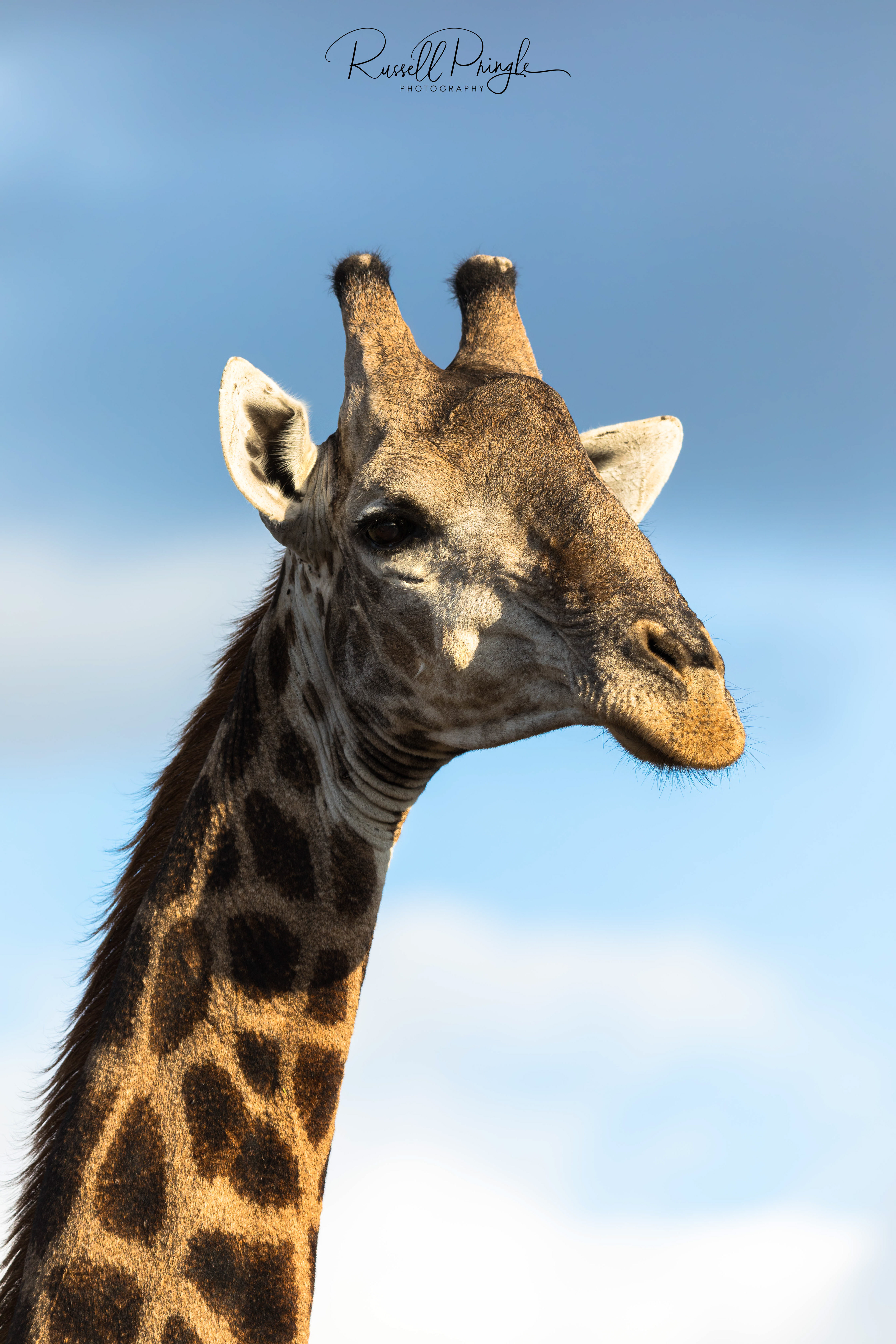 Masai Giraffe-Timbavati, Sth Africa